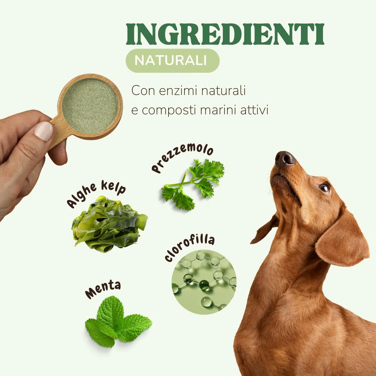 Integratore Naturale per Pulizia Denti Cane e Gatti con Alghe Kelp per Migliorare Alito Cane Cattivo, Polvere Sciogli Tartaro Cane di Sapore Gradevole, Alternativa a Spazzolino Per Cani