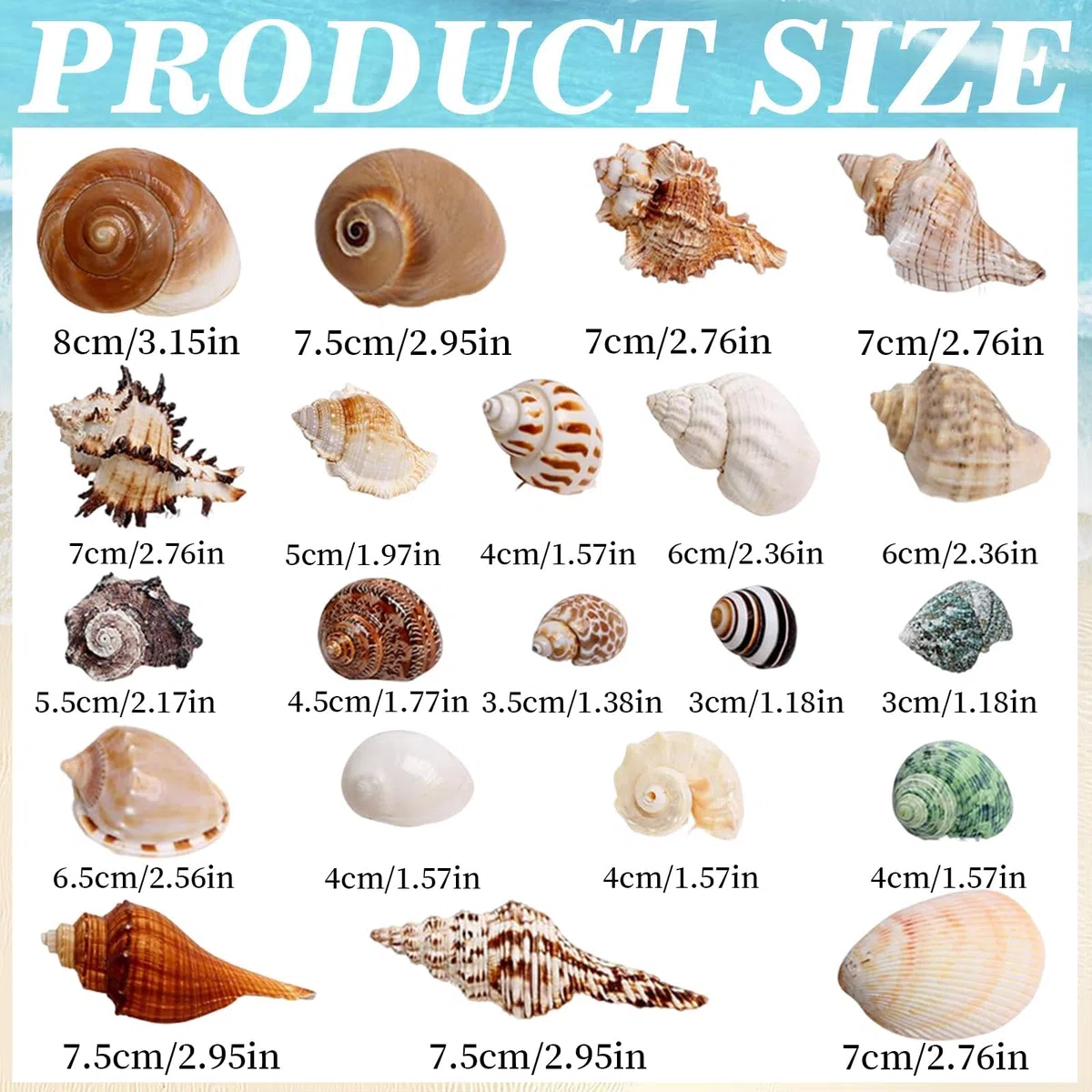 21 Pezzi Conchiglie Decorazioni Acquario Conchiglie Decorative per Acquari e Vasi Feste a Tema Naturali Spiaggia Decorazioni Matrimoni Forniture Fai da te Feste Artigianato Pittura