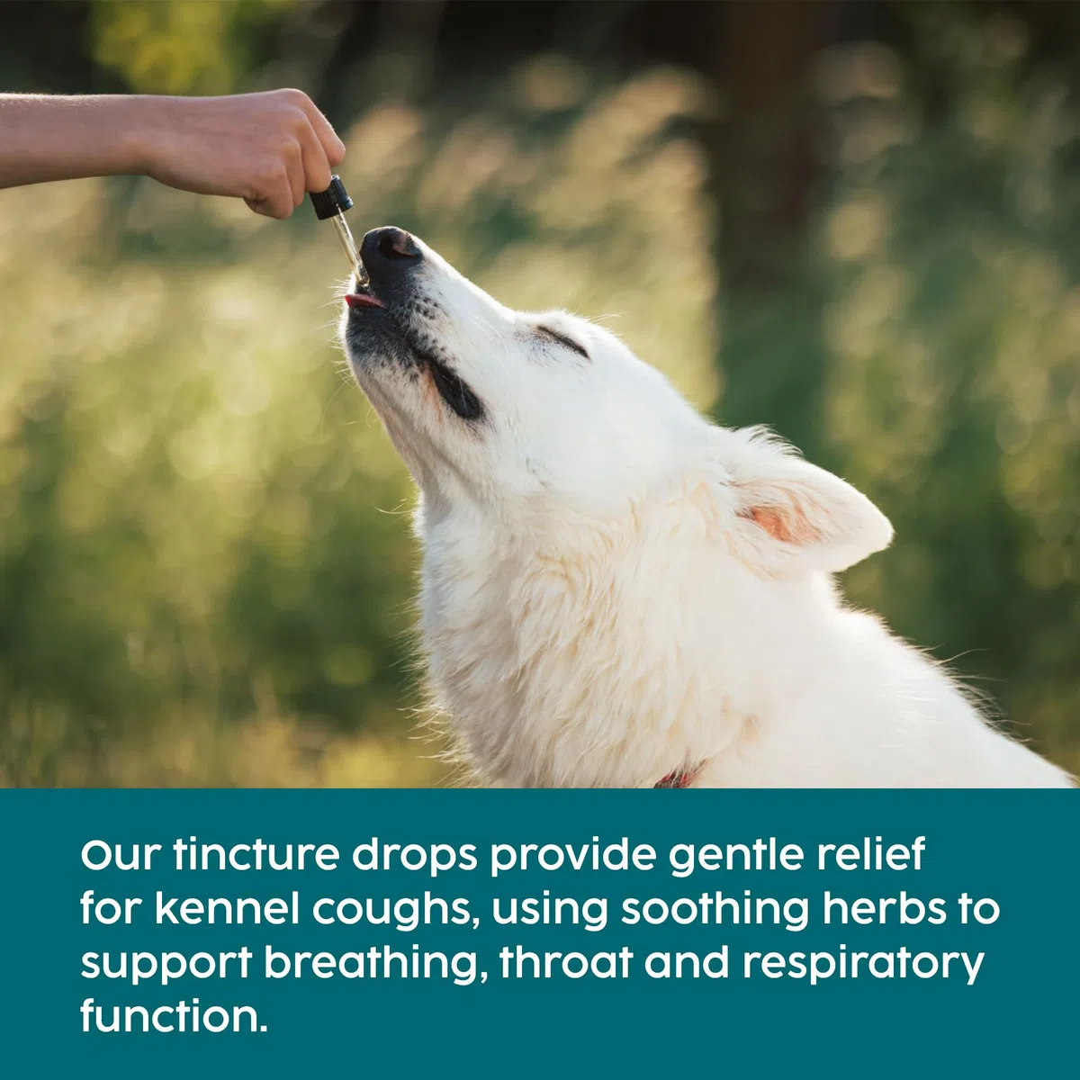 Medicinale per la Tosse dei Canili per Cani e Gatti, Trattamento per Infezioni Respiratorie e Raffreddore, Sollievo da Starnuti, Raffreddore, Tintura di Verbasco 100% Naturale – 50 ml