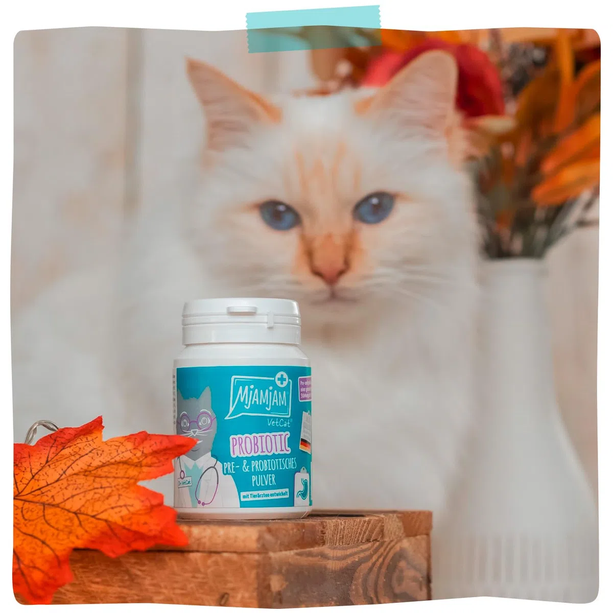MjAMjAM VetCat - Probiotico - Pre e Probiotico in polvere, confezione da 1 (1 x 40g)