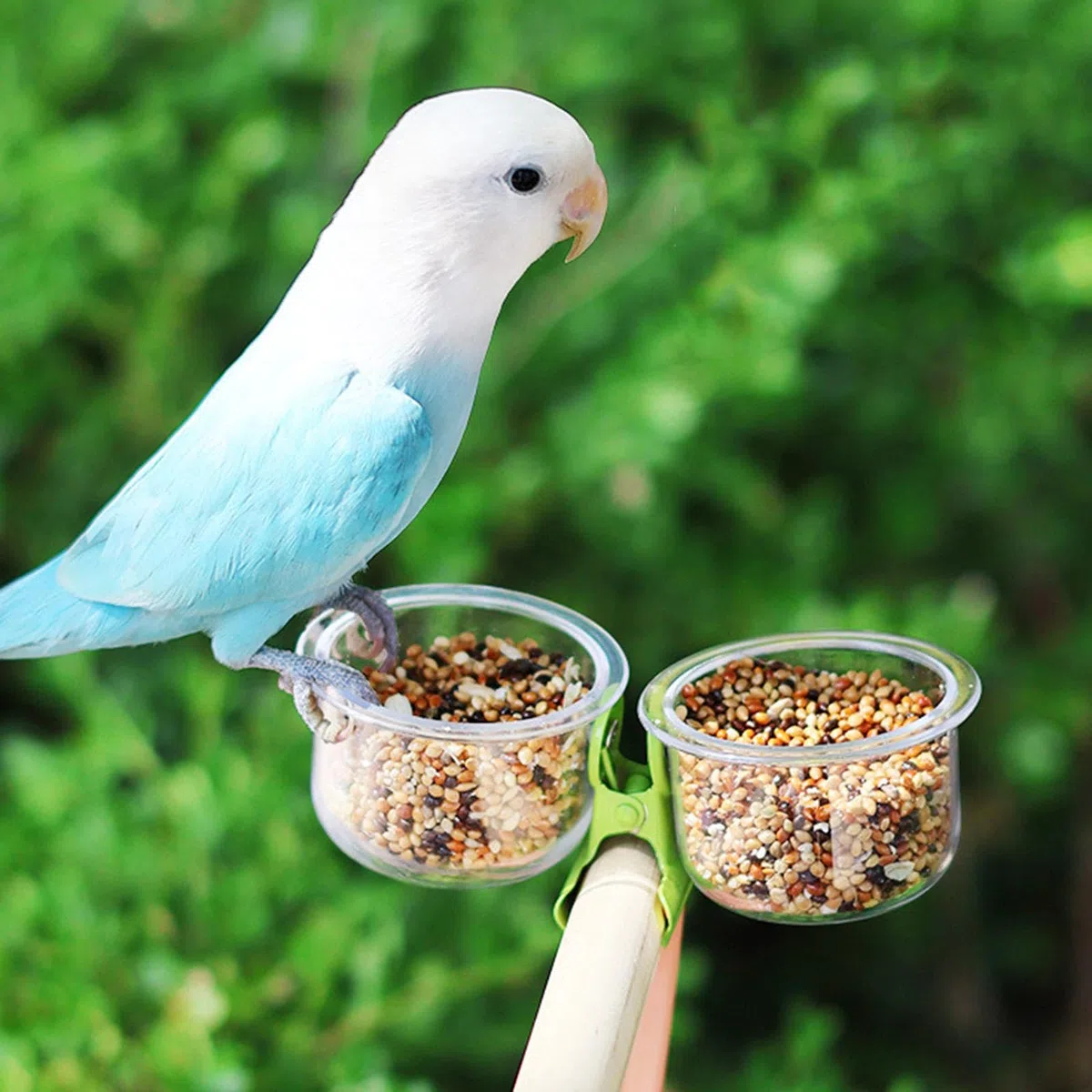 Ciotole per mangime per pappagalli mangiatoie per uccelli Gabbia d'acqua Ciotole con morsetto per parrocchetti grigi africani calopsitte