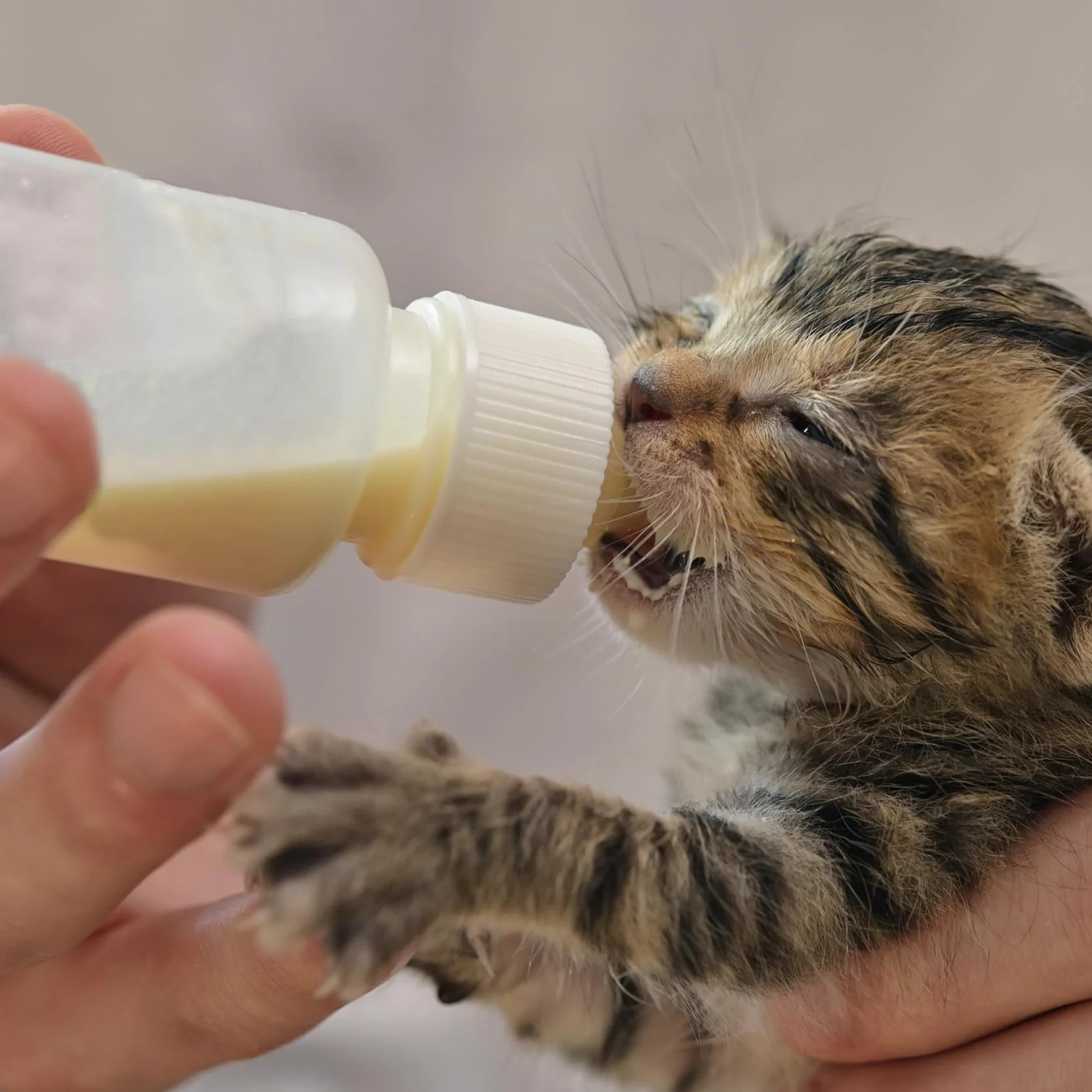Biberon Gattini, Kit per l'alimentazione della siringa per Cuccioli, Gattini, scoiattoli e Altri Animali Appena Nati, Confezione da 18