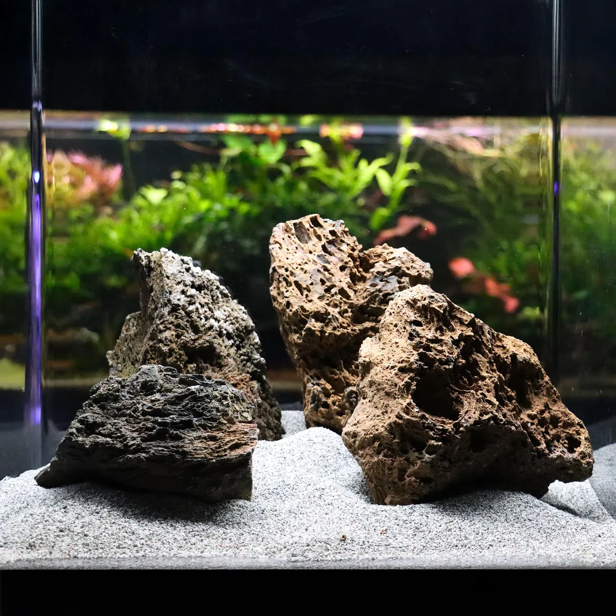 Amtra Wave - Roccia vulcanica per acquariofilia (Confezione da 2)