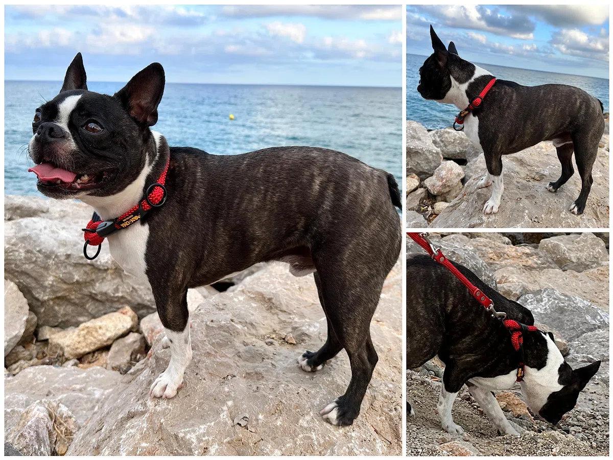 Collare da Addestramento per Cani, Antitrazione, Regolabile, in Corda di Poliestere di Alta Qualità, per Cani Piccoli, Medi e Grandi, Prodotto in Spagna. Rosso. XS (≤50CM).
