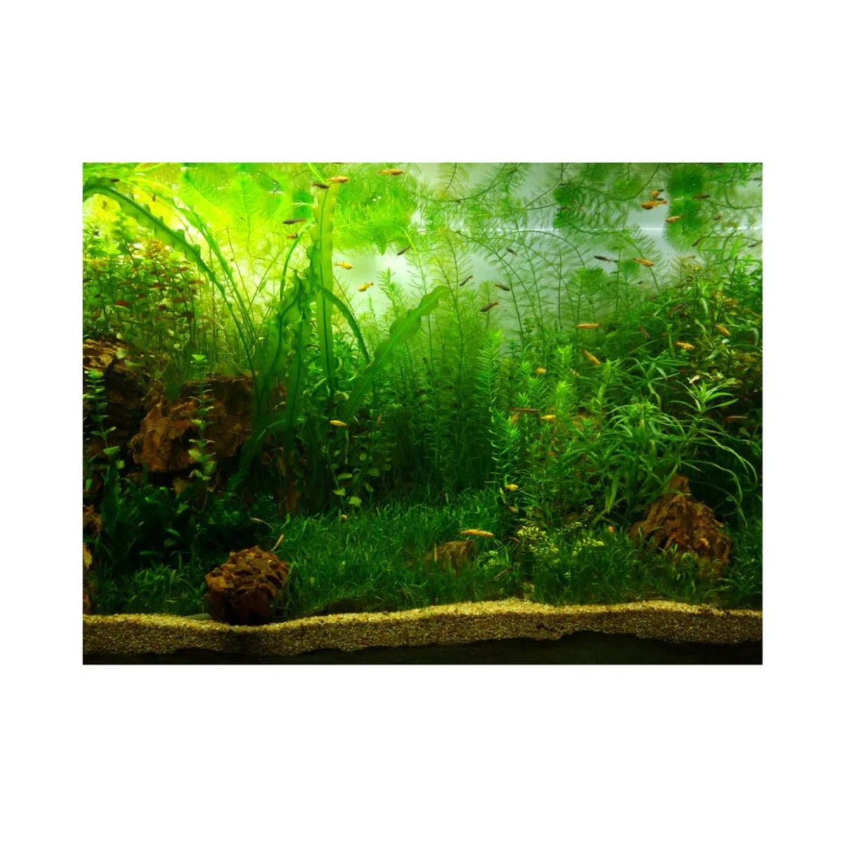 Akozon Sfondo Acquario 80x40 Acquario Poster di Sfondo, Acquario Stile Acquario Acquario Acquario Sfondo Poster Adesivo Addensare Adesivo in PVC statico aggrapparsi sullo Sfondo Decorazioni Decorati