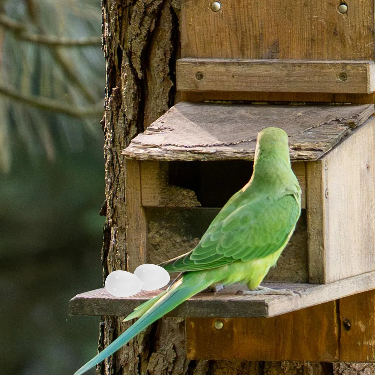 Uova Finte per Canarini Bianche in Plastica Solida 30 Pezzi, Accessori per Addestramento e Ausilio alla Cova per Parrocchetti e Piccioni