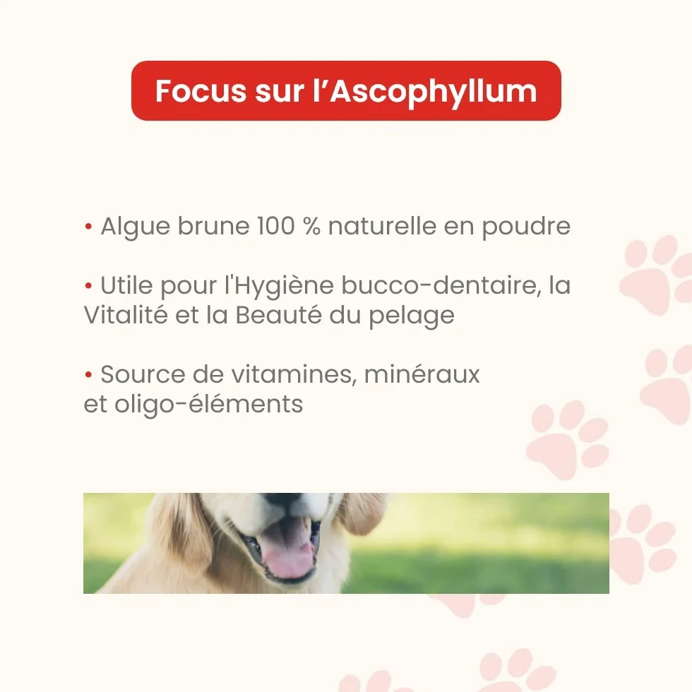 Ascophyllum nodosum in polvere - per cani e gatti - Igiene orale - Riduce la placca dentale e il tartaro, evita l'alito cattivo - Vasetto da 100 g - Sviluppato in Francia