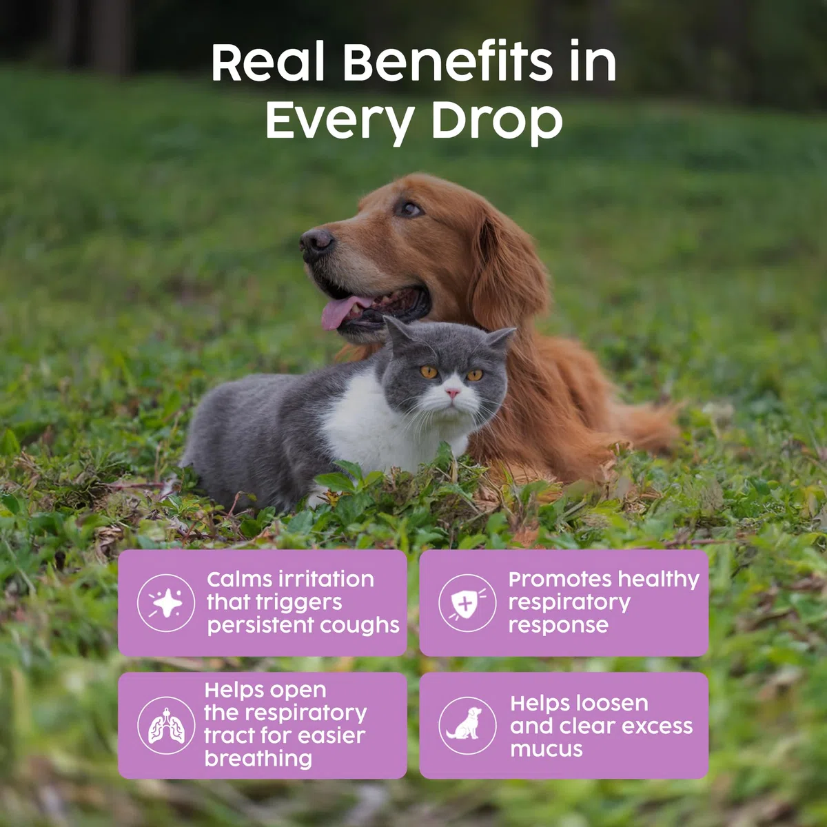 Medicinale per la Tosse dei Canili per Cani e Gatti, Trattamento per Infezioni Respiratorie e Raffreddore, Sollievo da Starnuti, Raffreddore, Tintura di Verbasco 100% Naturale – 50 ml