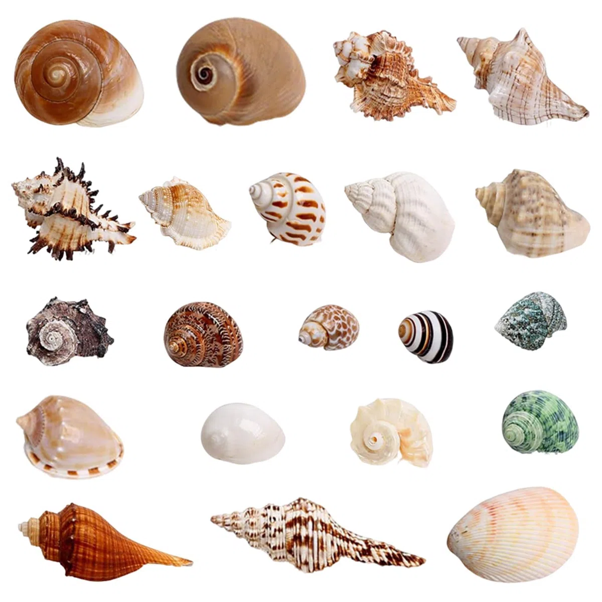 21 Pezzi Conchiglie Decorazioni Acquario Conchiglie Decorative per Acquari e Vasi Feste a Tema Naturali Spiaggia Decorazioni Matrimoni Forniture Fai da te Feste Artigianato Pittura