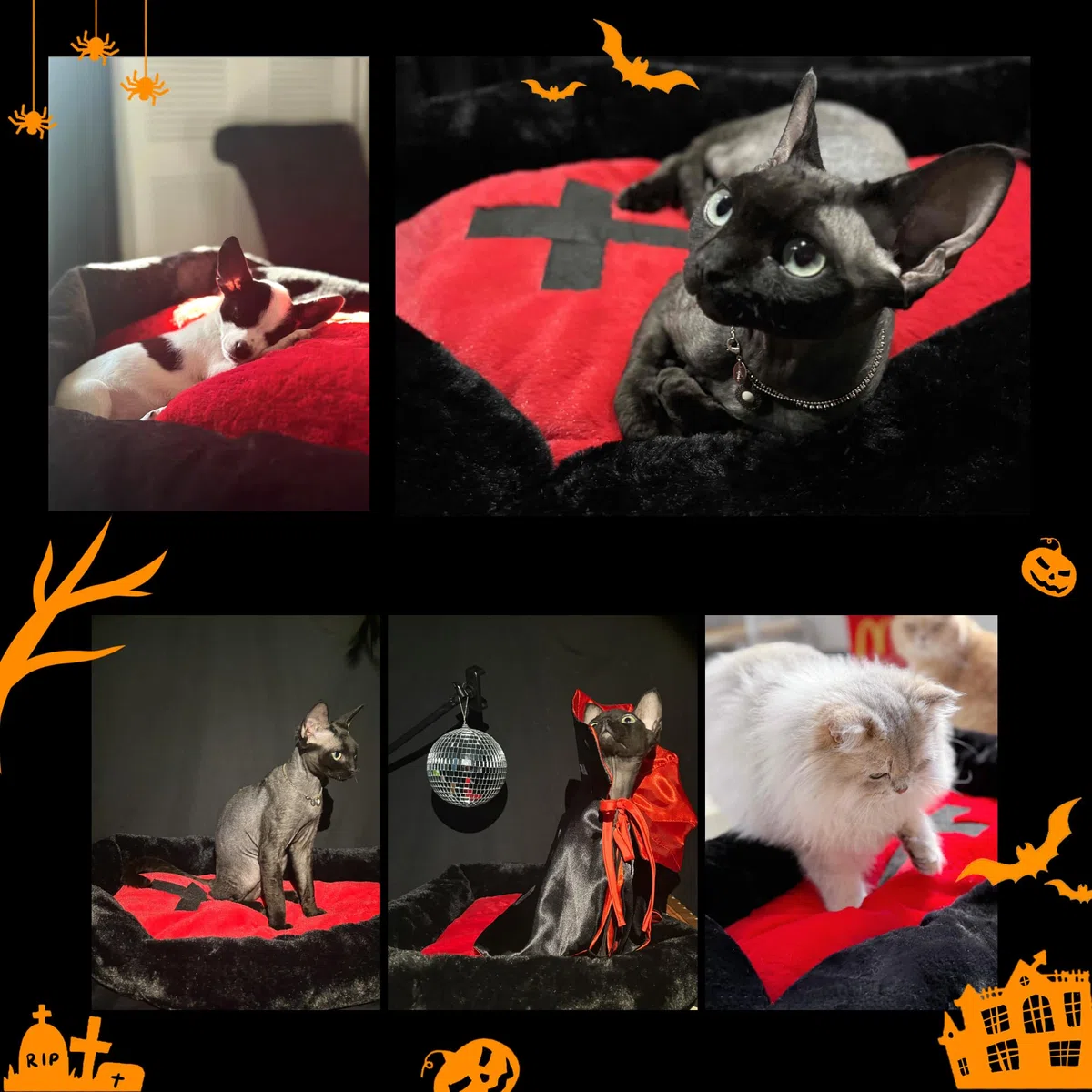 Fantasreen Gothic Cat Beds Fits up to 25 lbs, Washble Coffin Cat Bed, Goth Pet Bed, Halloween House 24 * 16.9 Inch, Red & Black Small