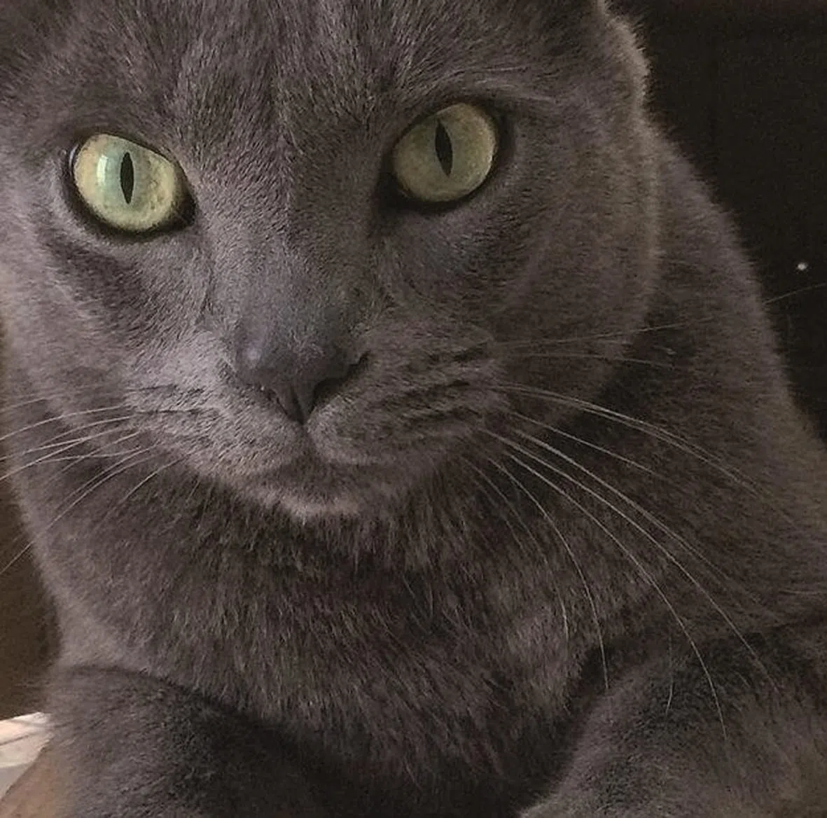 Furbol Pasta mangime complementare per Gatto in siringa da 30 gr preriempita facilità la rimozione dei boli di Pelo somministrazione giornaliera