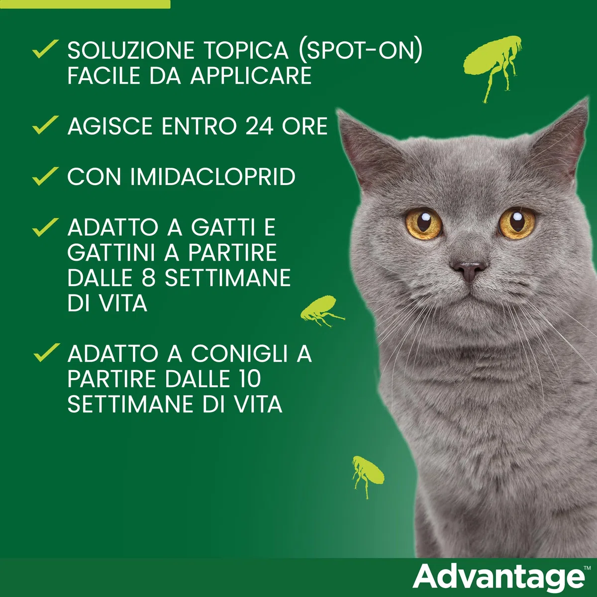 Advantage spot-on trattamento antipulci per gatti grandi e conigli grandi, 4 pipette.