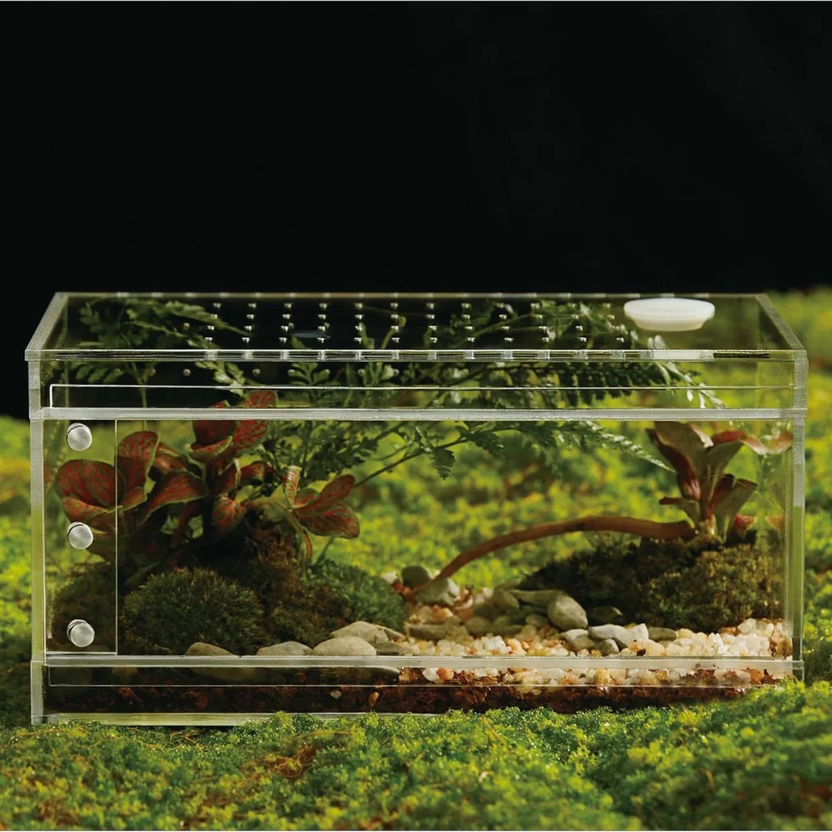 Terrario per Ragni - L'Habitat Trasparente e Traspirante,Habitat per Rettili con Contenitore Trasparente da Mantidi | per Alimentazione Allevamento e Osservazione Tarantole, Manti, Gechi,