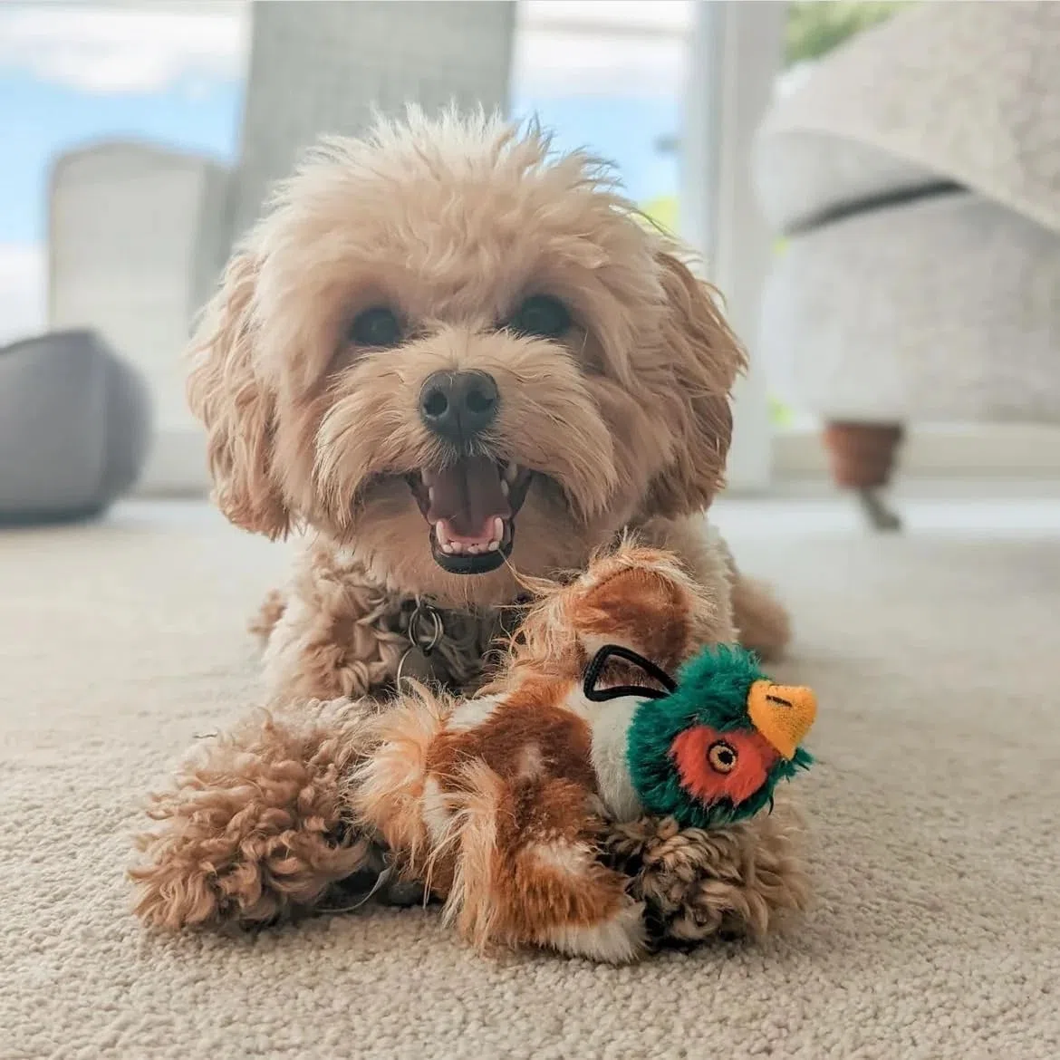 House of Paws Peluche Fagiano, Piccolo