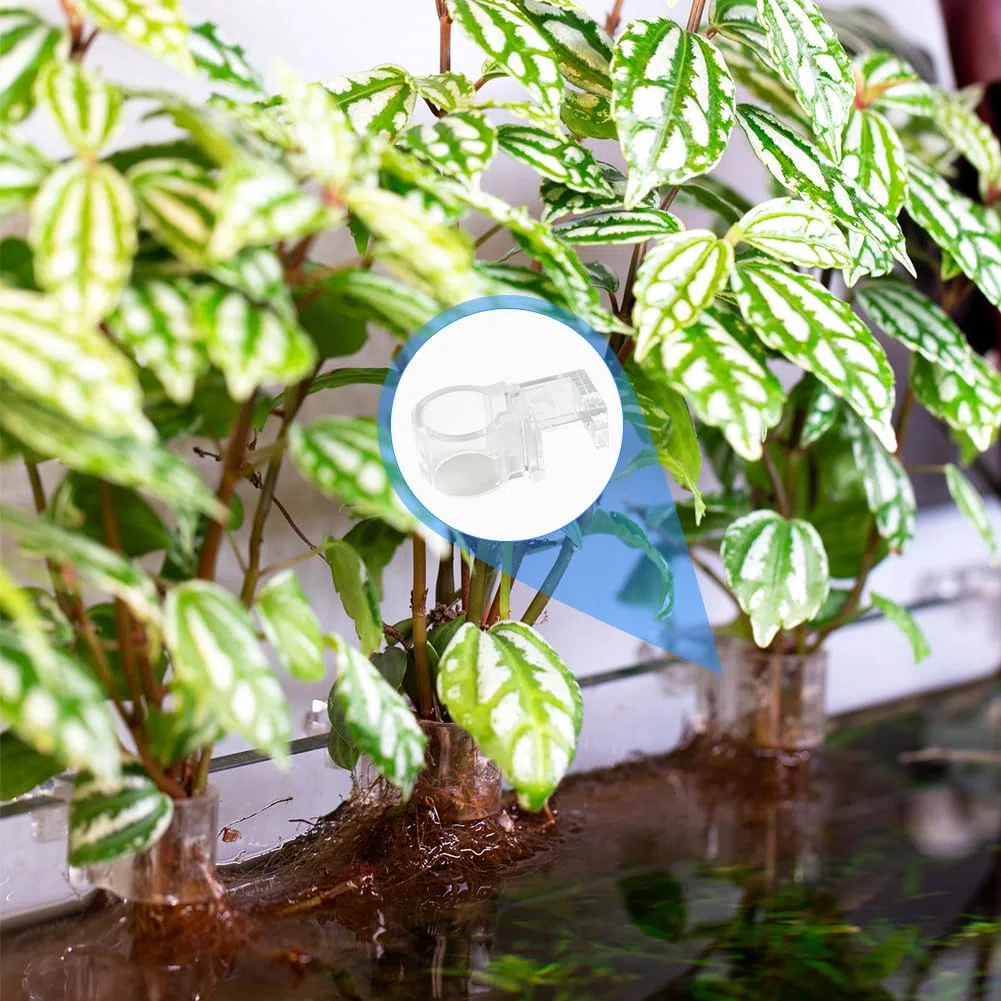 6 supporti trasparenti per piante da appendere, per acquario, con viti, riutilizzabili