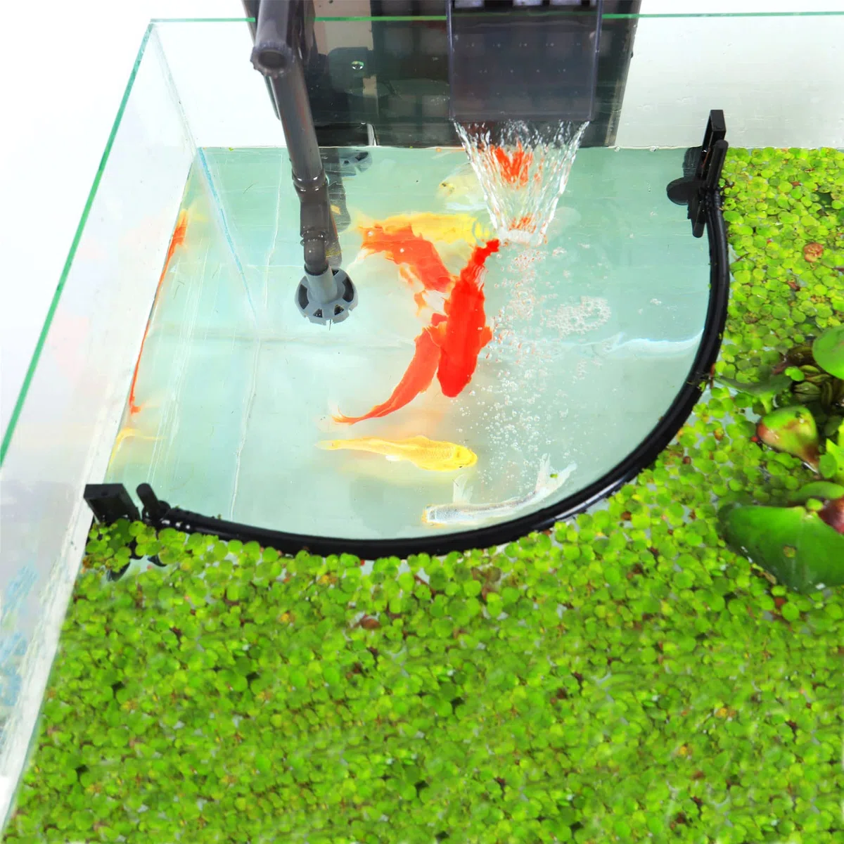 HOZOE Recinto per piante galleggianti per acquario, intercettazione di piante galleggianti da filtri e riscaldatori, altezza regolabile con livello dell'acqua, può essere utilizzato per acquari