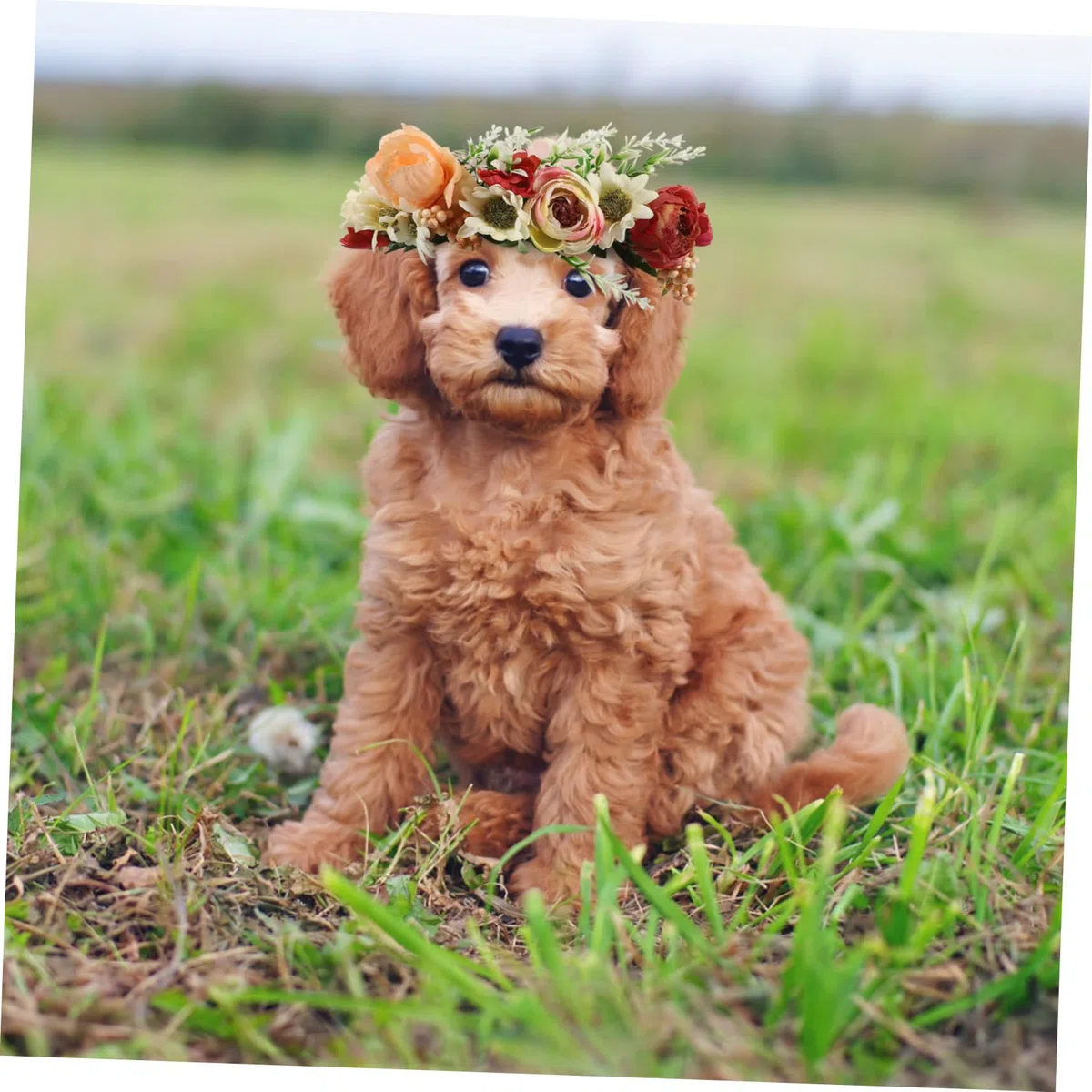 UPKOCH Collare di Fiori per Cani e Gatti per Matrimoni ed Eventi, Design Regolabile Delicato ed Elegante, Accessorio Portatile per Feste e Occasioni Speciali