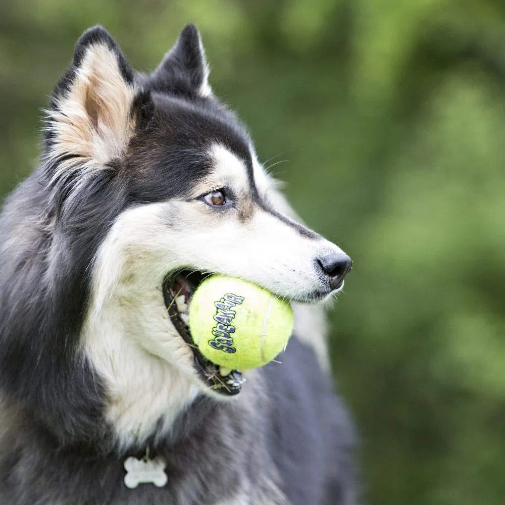 KONG SqueakAir Palla con corda giocattolo per cani, misura media, 3 pezzi