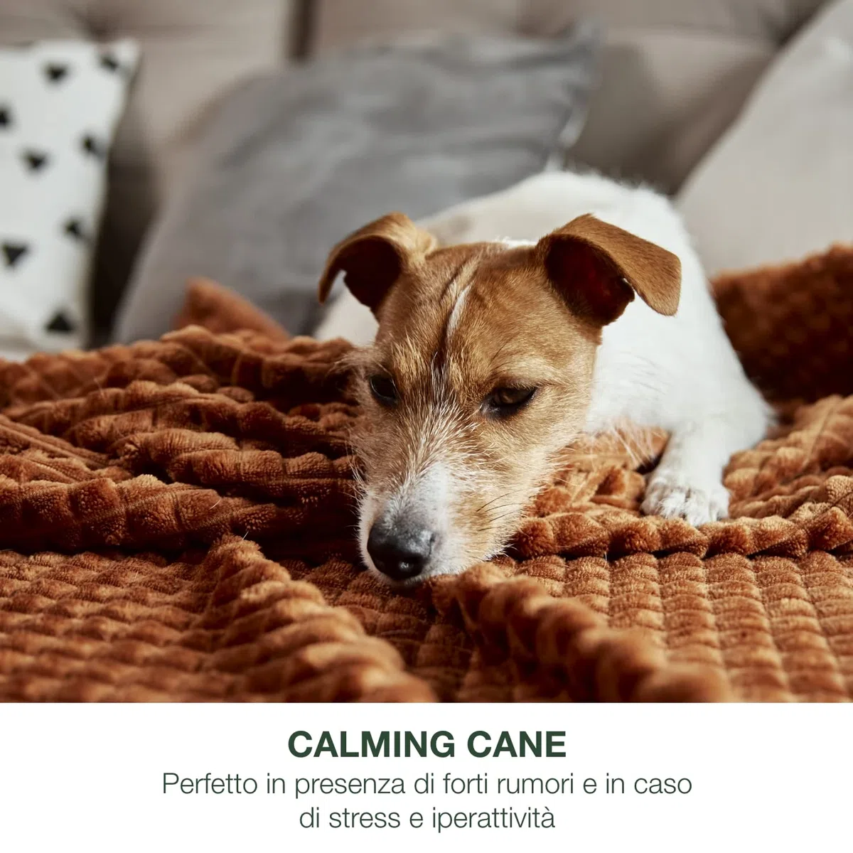 Calming per Cani Integratore Calmante 100% Naturale per Cani Agitati e Iperattivi Senza Controindicazioni - 18 Comode Gelatine da Masticare, Favorisce la Tranquillità del Cane per Auto Viaggi o Stress