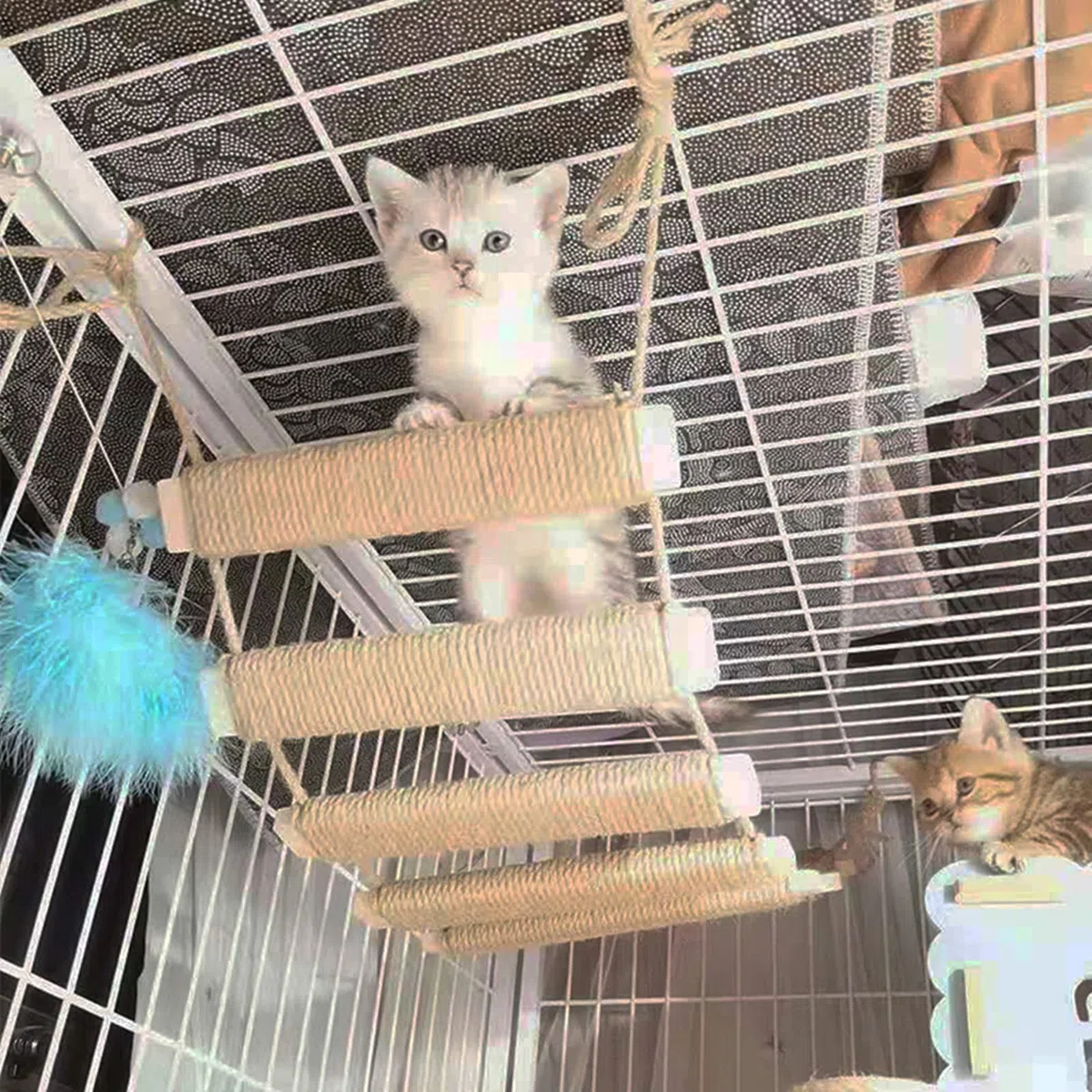 Telaio per arrampicata per gatti Outdoor Cat Tree Wall Climbing Bridge Scaletta per gatti Animali domestici Telaio per arrampicata da parete per gatti Mobili da parete Corda di canapa Scala da 50,8 cm