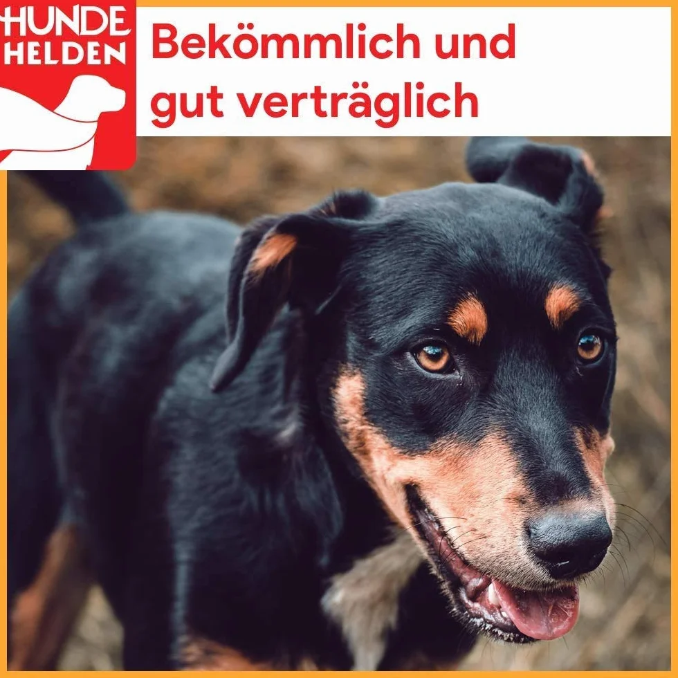 Orecchie di maiale essiccate XXL per cani, 500 g, di produzione tedesca, articolo da masticare per grandi e piccini