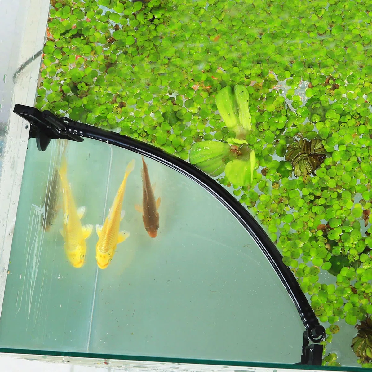 HOZOE Recinto per piante galleggianti per acquario, intercettazione di piante galleggianti da filtri e riscaldatori, altezza regolabile con livello dell'acqua, può essere utilizzato per acquari