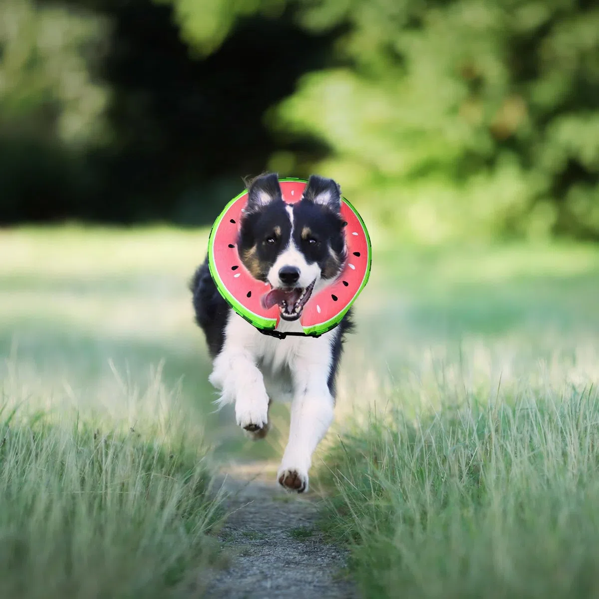 Voarge Gonfiabile, collare per cani, protezione contro le perdite per il recupero dopo interventi chirurgici o ferite, collare per la visione non bloccato/L (rosso, L)
