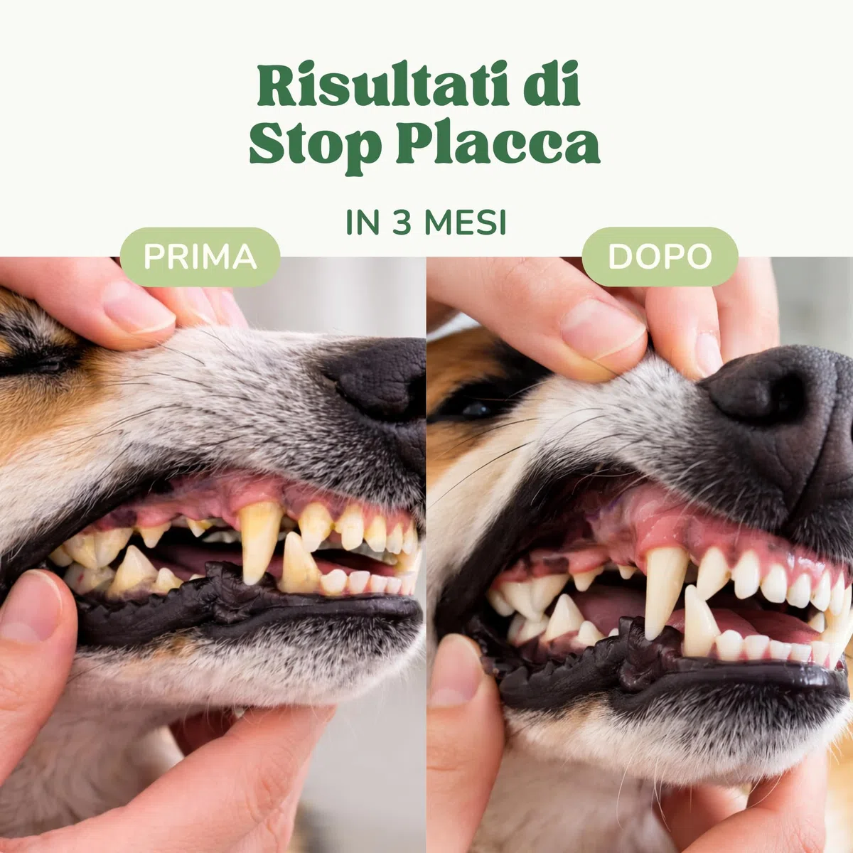 Integratore Naturale per Pulizia Denti Cane e Gatti con Alghe Kelp per Migliorare Alito Cane Cattivo, Polvere Sciogli Tartaro Cane di Sapore Gradevole, Alternativa a Spazzolino Per Cani