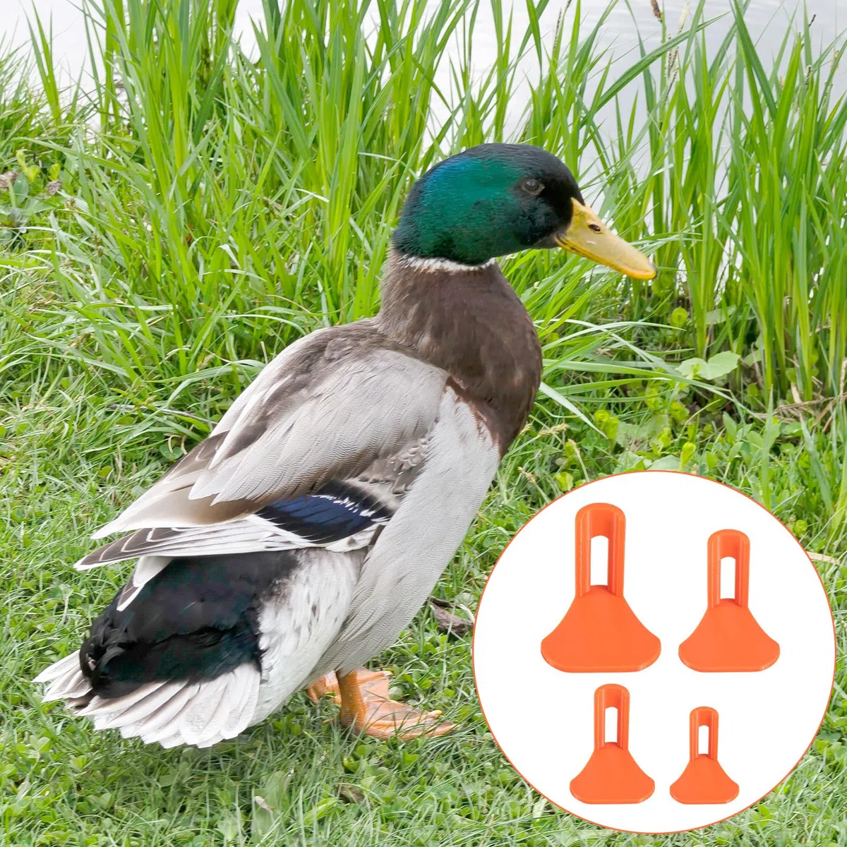 4pz Stecche per Zampe di Pollame, Stecca Arancione Pollame con Benda per Piedi Rotte o Dita Arricciate in Polli Anatre e Tutte Le Fasi di Crescita(Stile Zampe Anatra)
