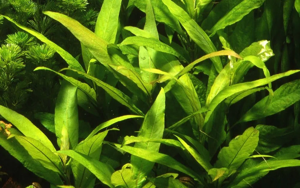 AquaOne Piante per acquario, pianta madre, igrophila 'Siamensis', XL, pianta d'acquario, sfondo, pianta a stelo, semplice, decorazione aquascaping