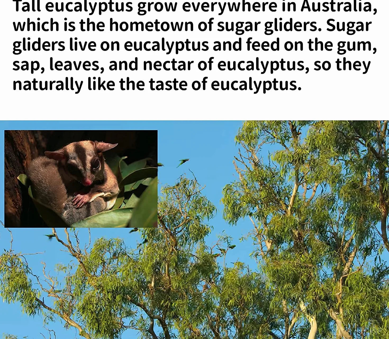 NEOUZA Sugar Glider - Lettiera per piccoli animali, giocattoli molari, 200 g di foglie di eucalipto essiccate naturali e ramoscelli (200 g di foglie di eucalipto)