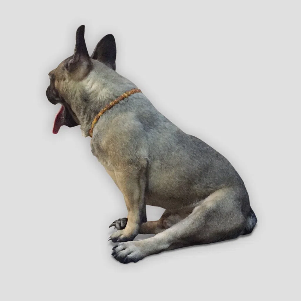 Collare d'ambra per cani e gatti - Perle di ambra baltica naturale al 100% - 32cm