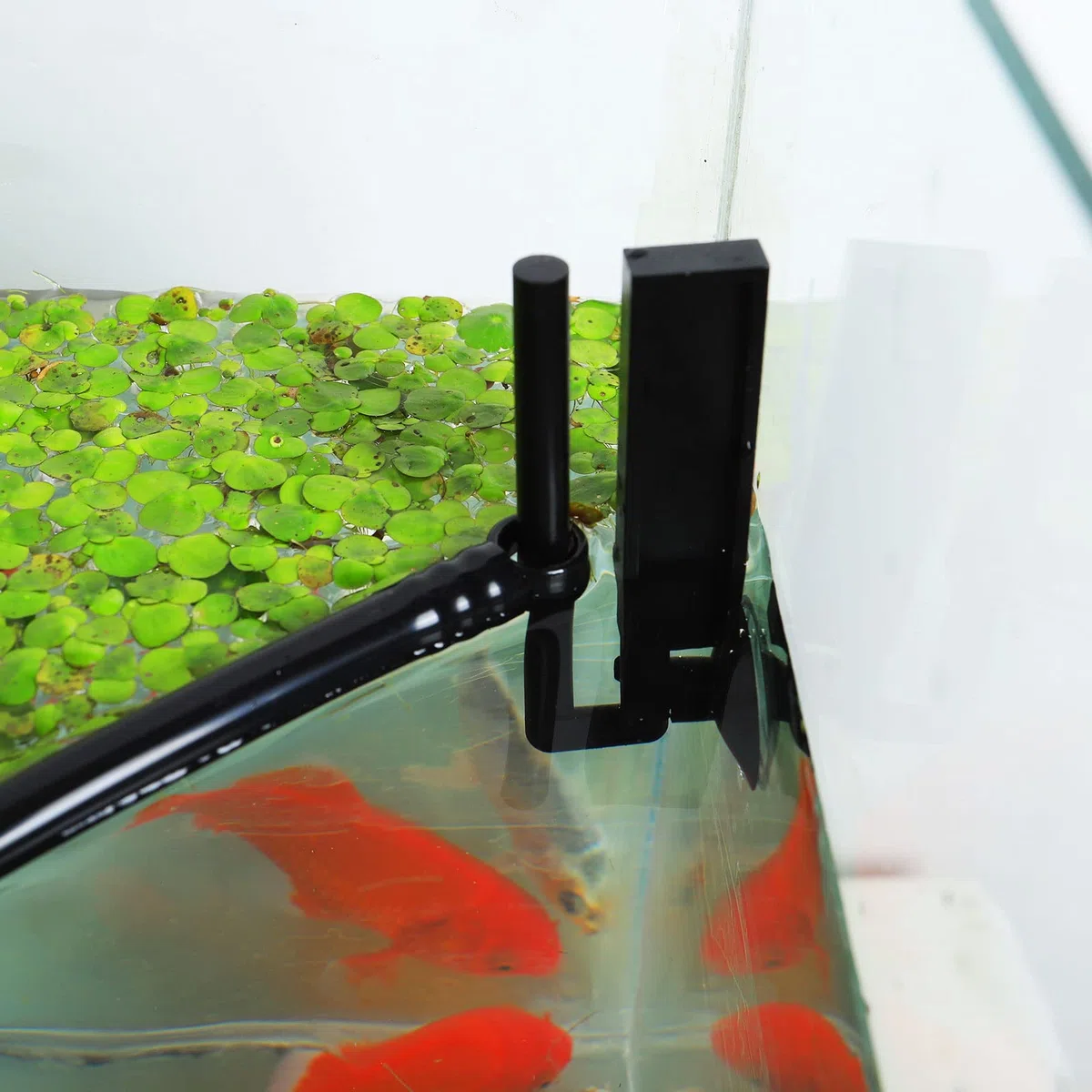 HOZOE Recinto per piante galleggianti per acquario, intercettazione di piante galleggianti da filtri e riscaldatori, altezza regolabile con livello dell'acqua, può essere utilizzato per acquari