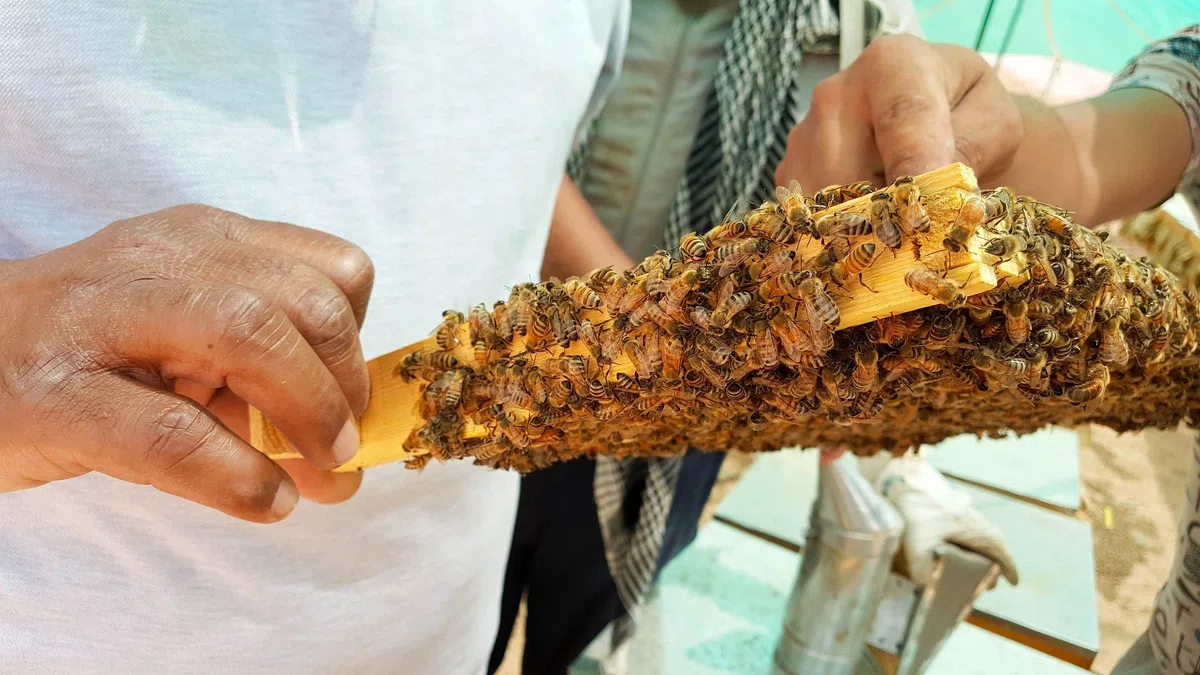 ImkerPur - Perga, 100 g, senza maniche, senza sporgenza, 100 g