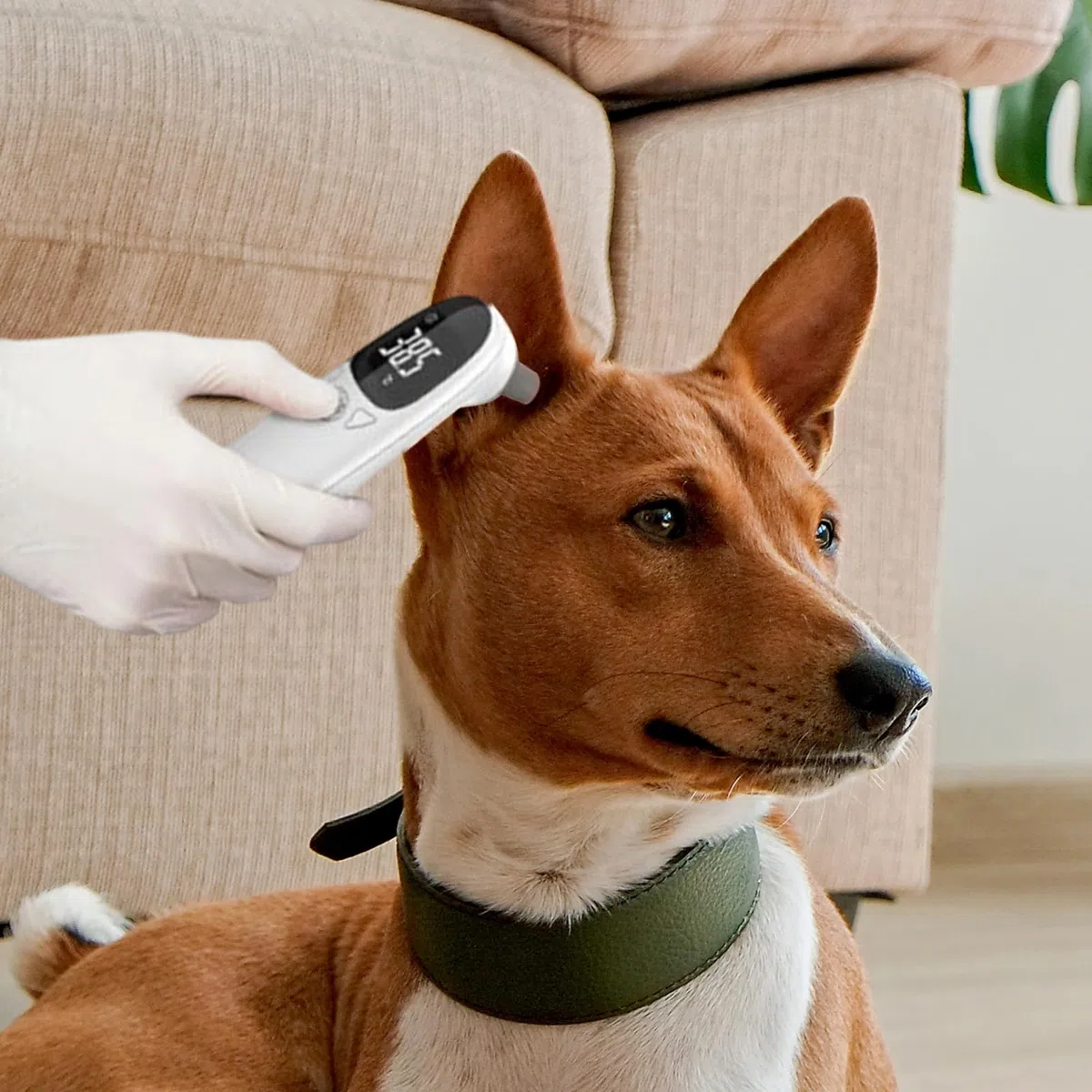Termometri per animali per gatti, Termometri per orecchie per cani - Forniture tecnologiche per cani | per cuccioli, dispositivo di rilevamento della febbre, forniture per animali domestici