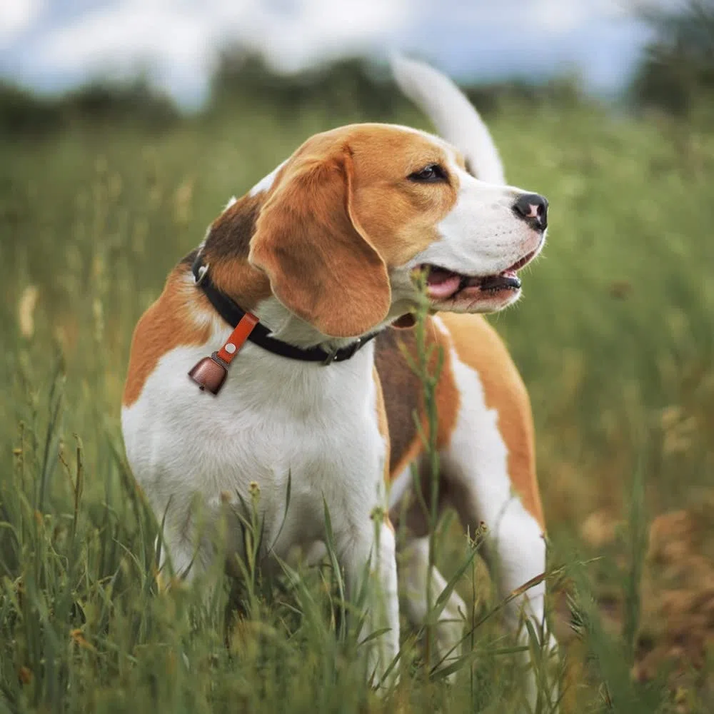DONGKER Campane per Cani, Campana per Collare di Cane in Bronzo Vintage, Campanelle Anti Orsi per Animali con Cinturino in Pelle per Rumore di Tracciamento