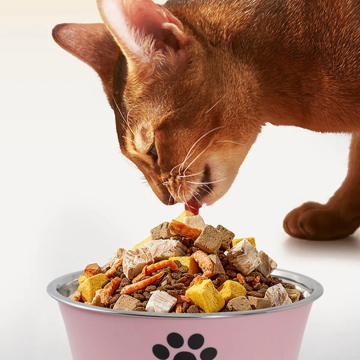 Ciotola per Cani in Acciaio Inox: 4 Ciotole Antiscivolo per Cani e Gatti in Diversi Colori con Fondo in Gomma Antiscivolo, 850ml Ciotola per Animali e Acqua