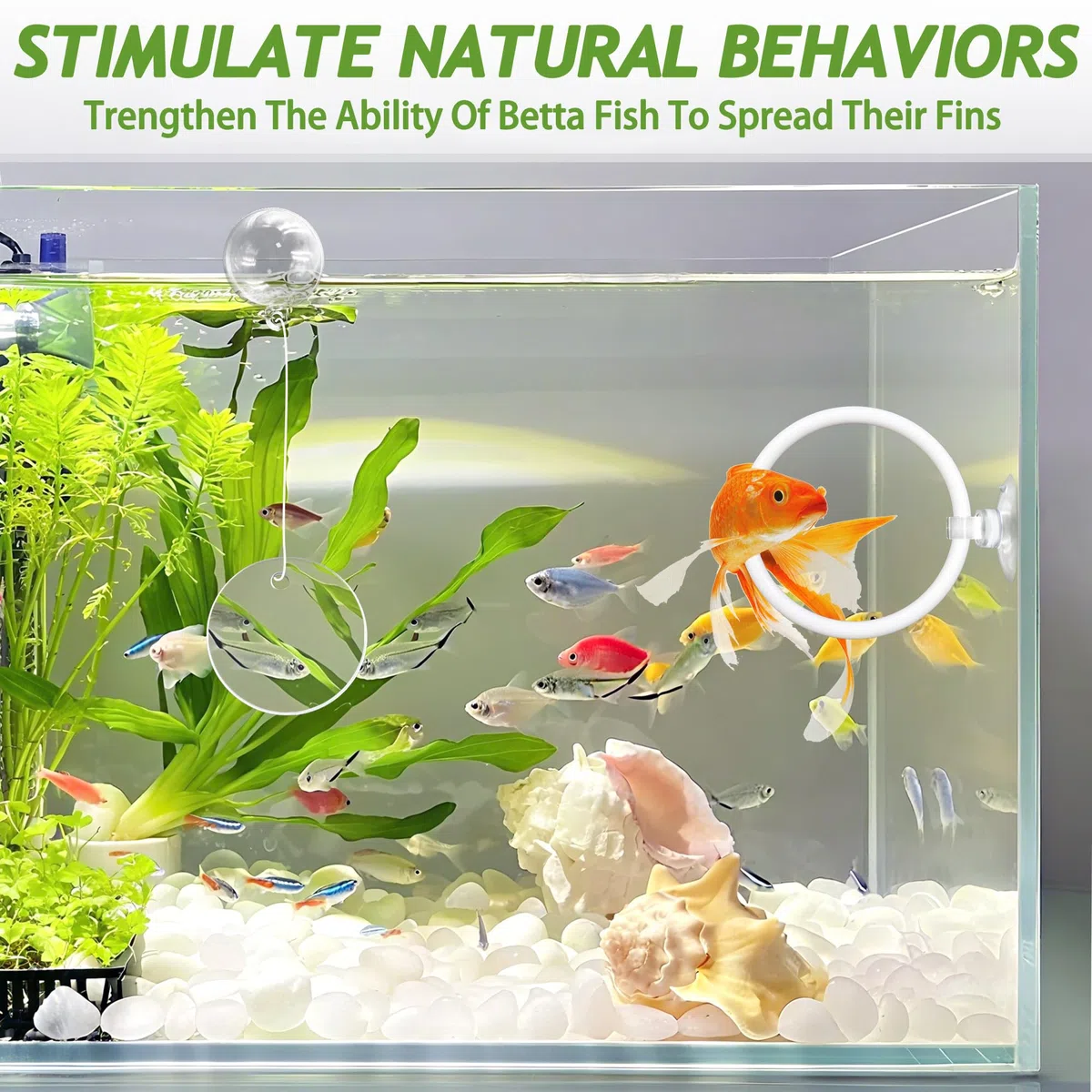 Betta Toys per acquario con specchio Betta, 4 anelli per l'alimentazione dei pesci per piccoli acquari, giocattoli per l'addestramento dei pesci, l'esercizio fisico, l'arricchimento delle tartarughe