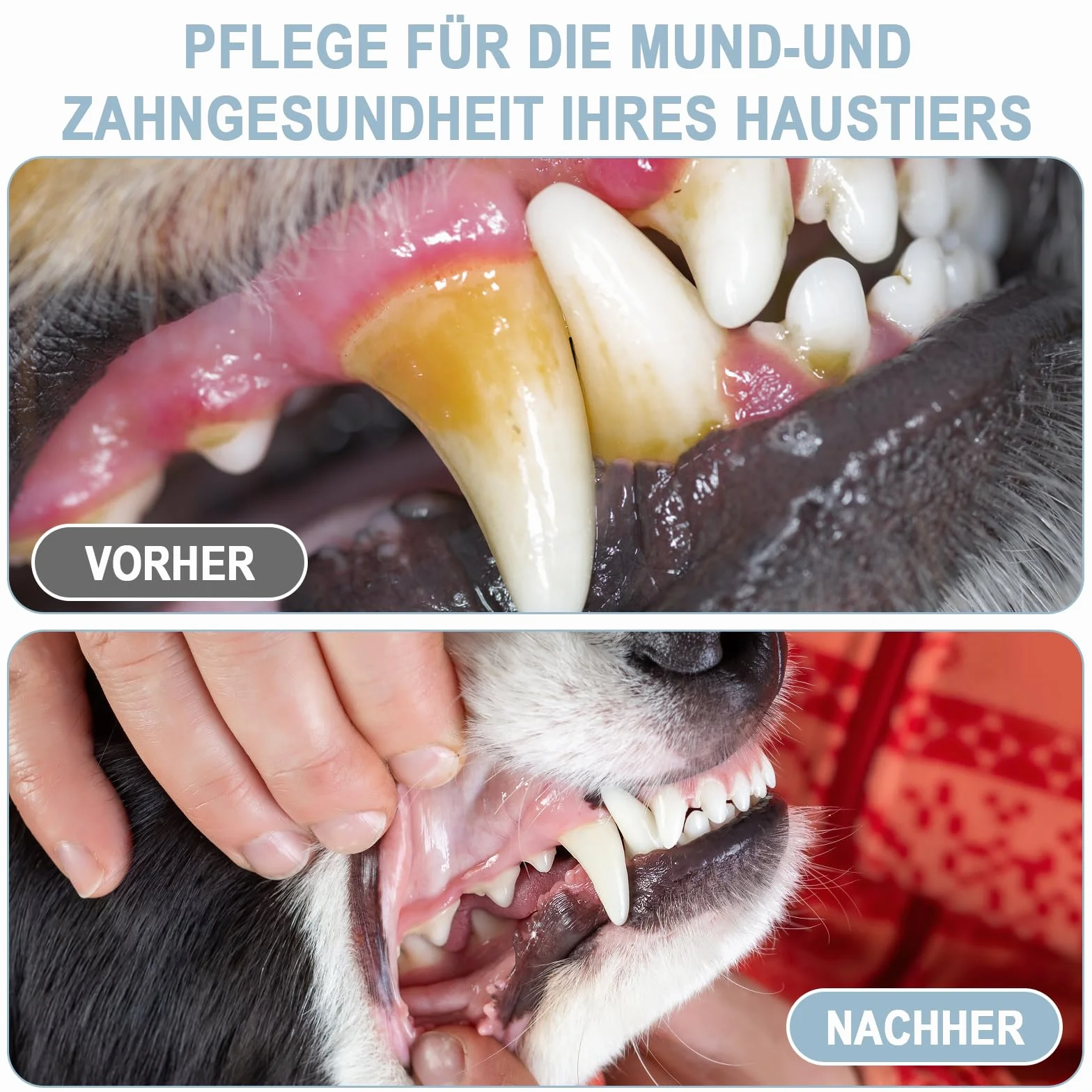 Rimozione Tartaro per Cani e Gatti con Spazzolino Ultrasuoni Professionale, Pulitore Dentale a 5 Modalità e Testine W, Impermeabile IPX6, Ricarica USB-C, Autonomia 1 Mese