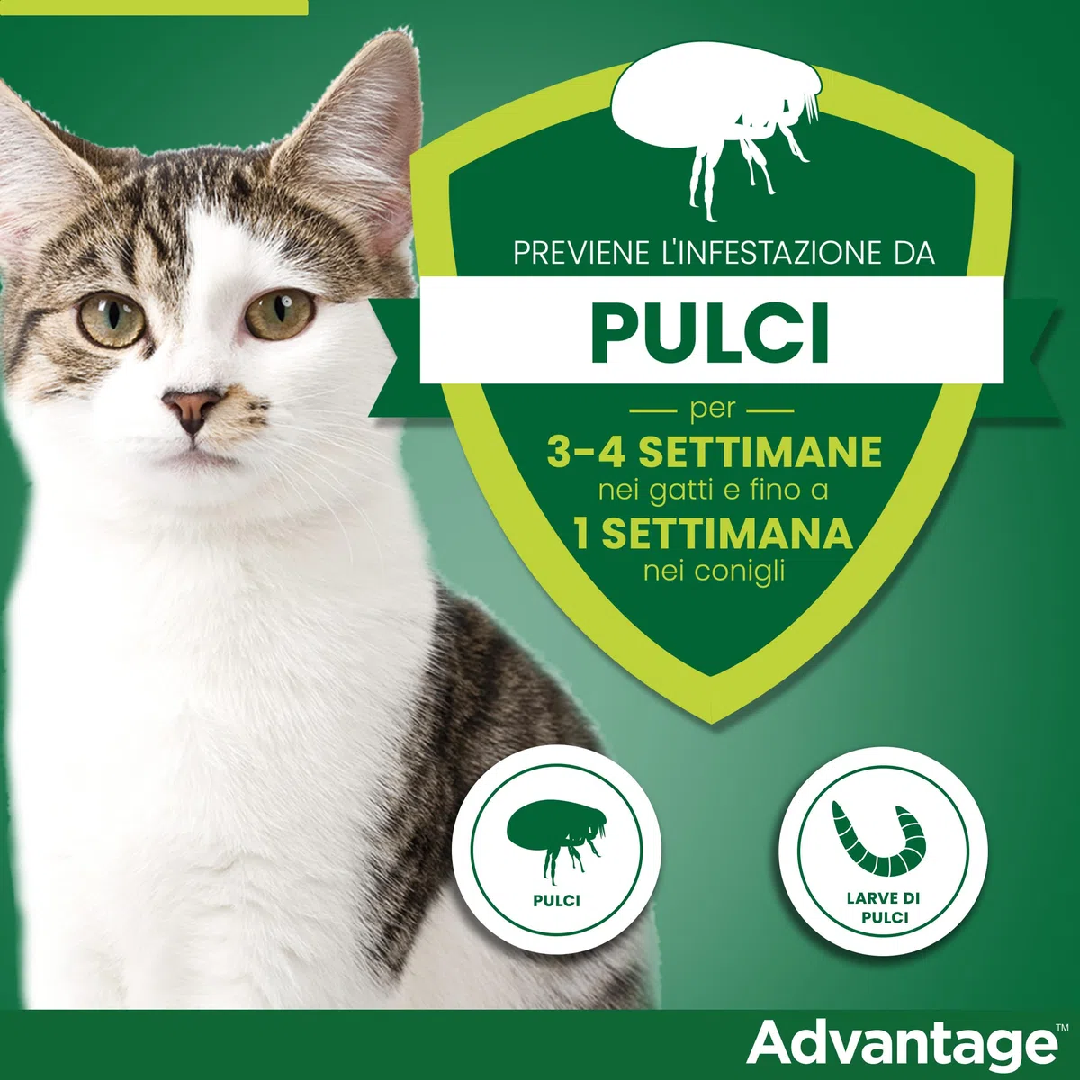 Advantage spot-on trattamento antipulci per gatti grandi e conigli grandi, 4 pipette.