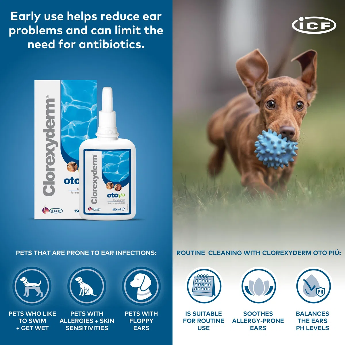 Clorexyderm Oto Più 150 Millilitri – Soluzione Potenziata per la Pulizia delle Orecchie di Cani e Gatti – Igiene Profonda in Caso di Sporco Persistente