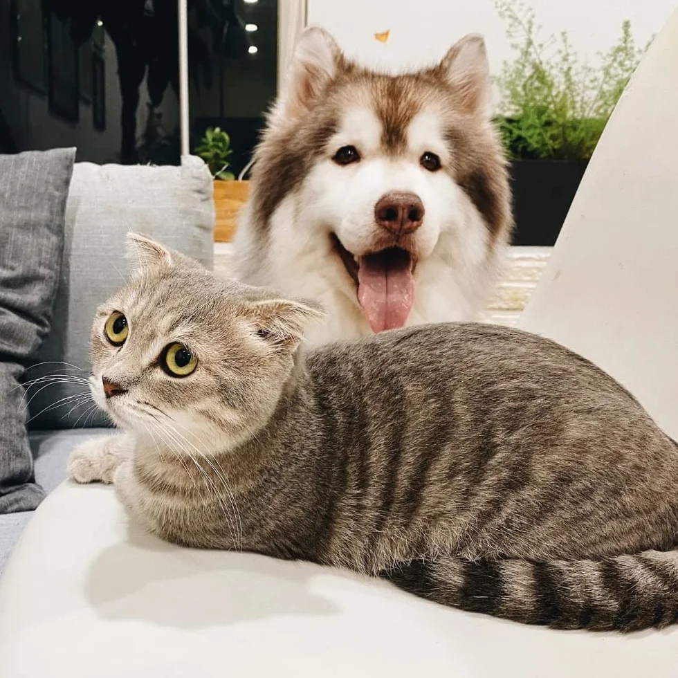 Ascophyllum nodosum in polvere - per cani e gatti - Igiene orale - Riduce la placca dentale e il tartaro, evita l'alito cattivo - Vasetto da 100 g - Sviluppato in Francia