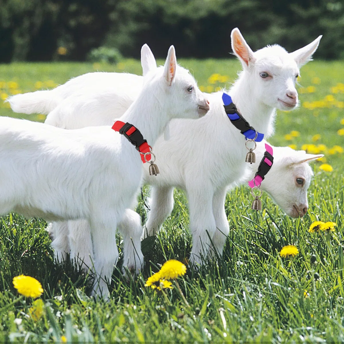 Funmo Collari per Animali da Fattoria: 5 Collari di Capra con Campana, Collare di Pecora con Campana, Regolabile in Nylon, Anti-Perdita