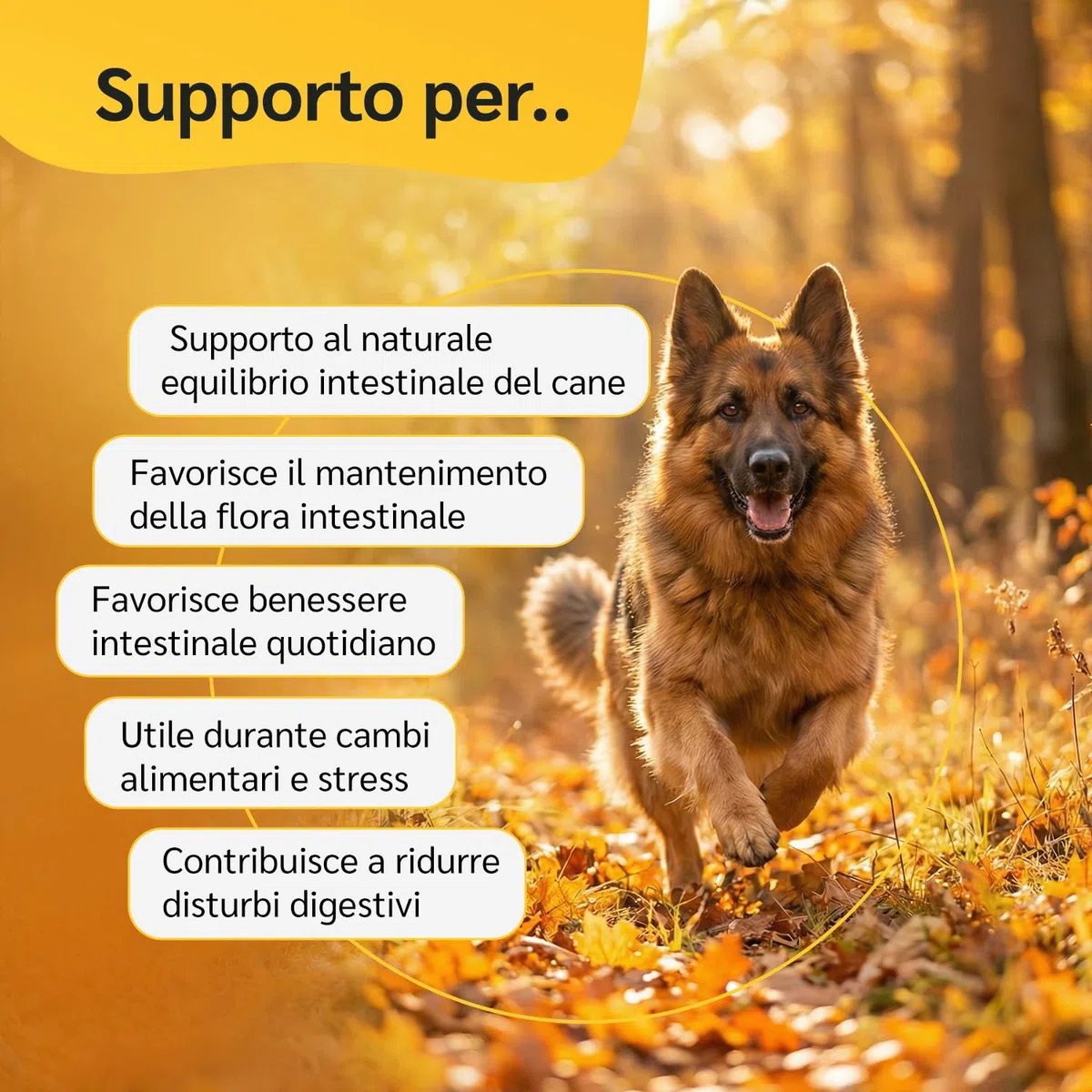 amusi Probiotici per Cani 30 Compresse con Fermenti Lattici Probiotici e Inulina – Mangime Complementare - Supporto per Intestino e Flora Intestinale, Aiuta la Digestione e l’Equilibrio intestinale