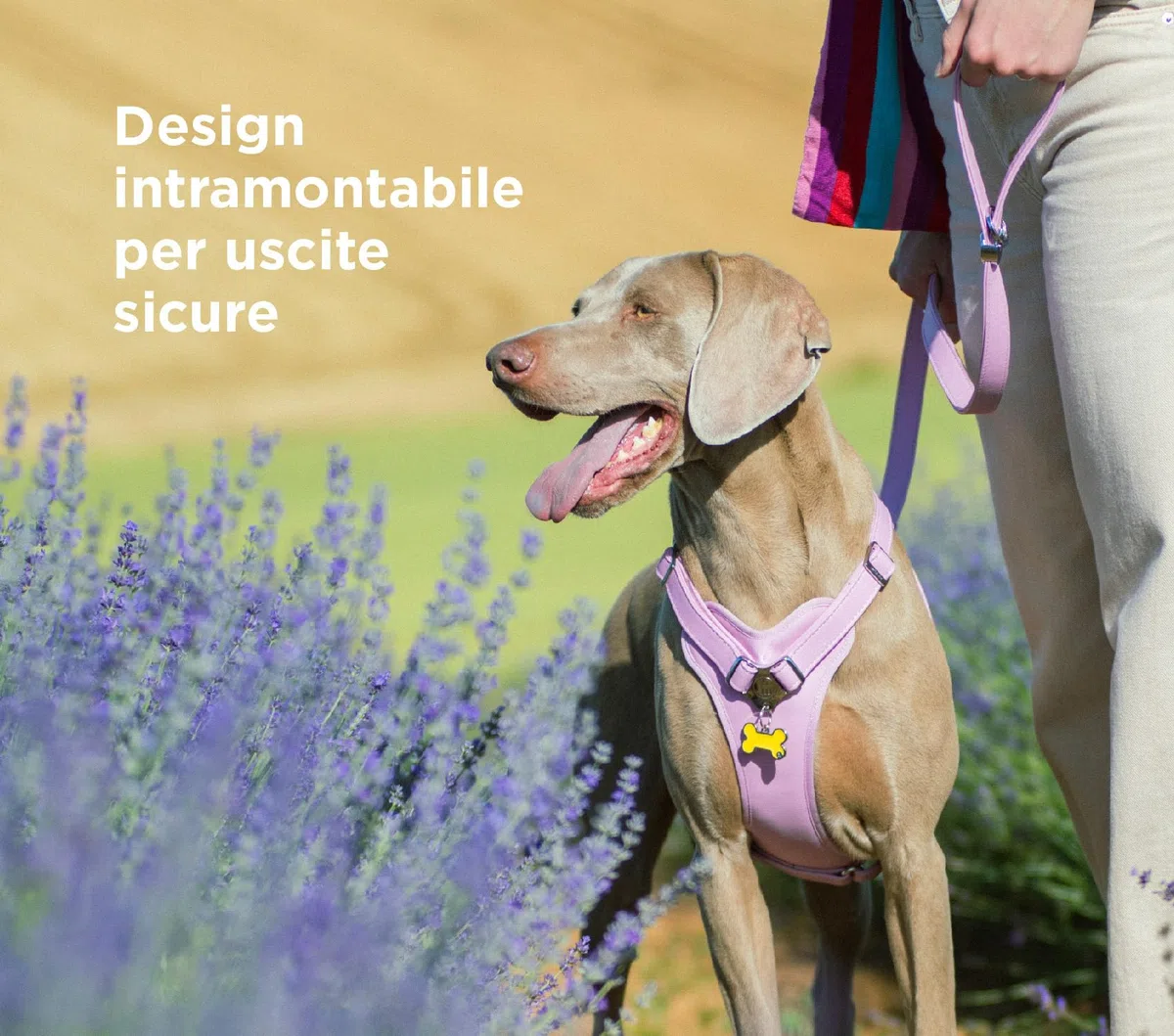 MyFamily Medaglietta per Cane Personalizzata Made in Italy, Targhetta Cane con Incisione Gratis, Smaltata a Mano in Metallo, Collezione Basic Handmade