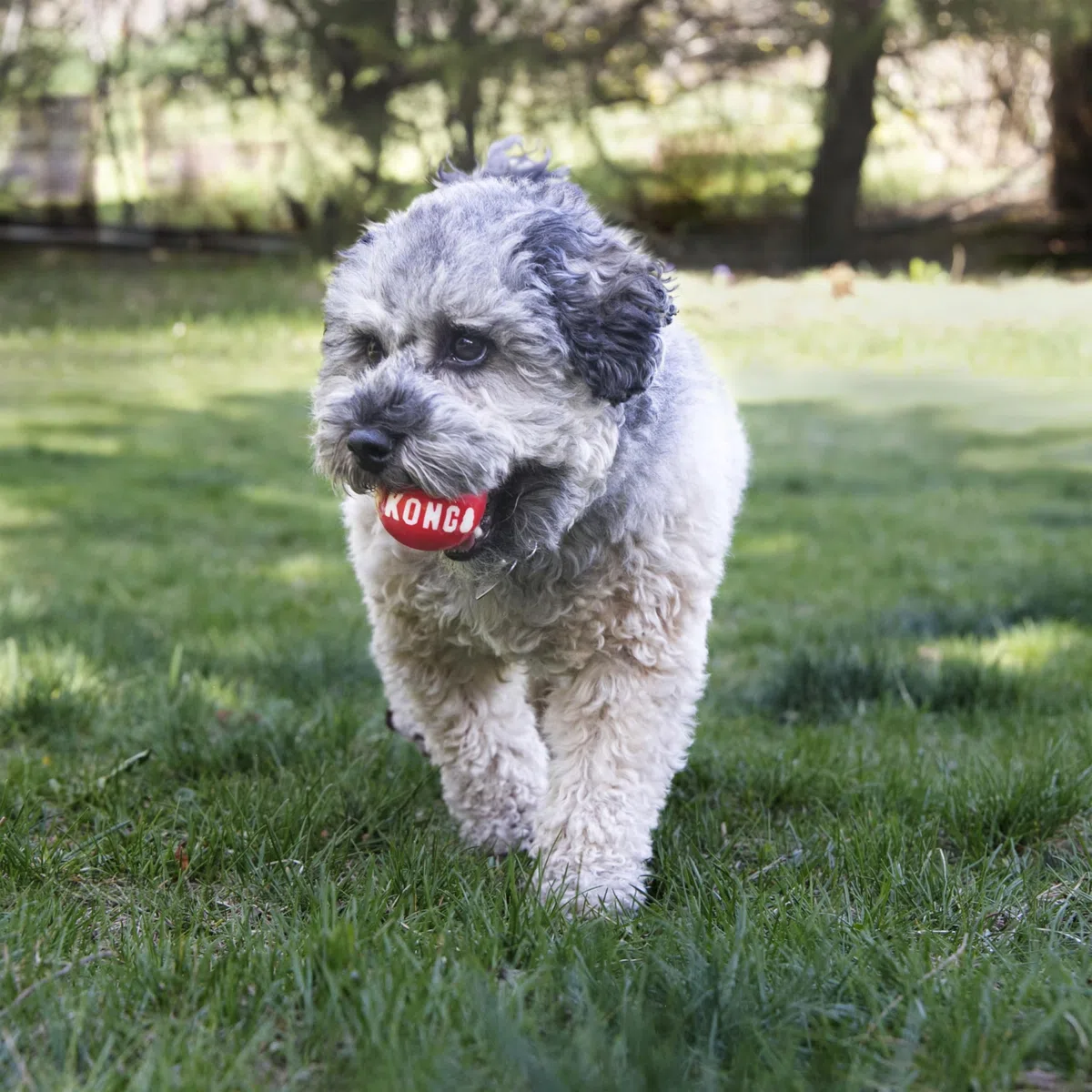 KONG Signature Balls - Giocattolo Resistente Da Riporto Per Cani - Confezione Da 2 - Grande