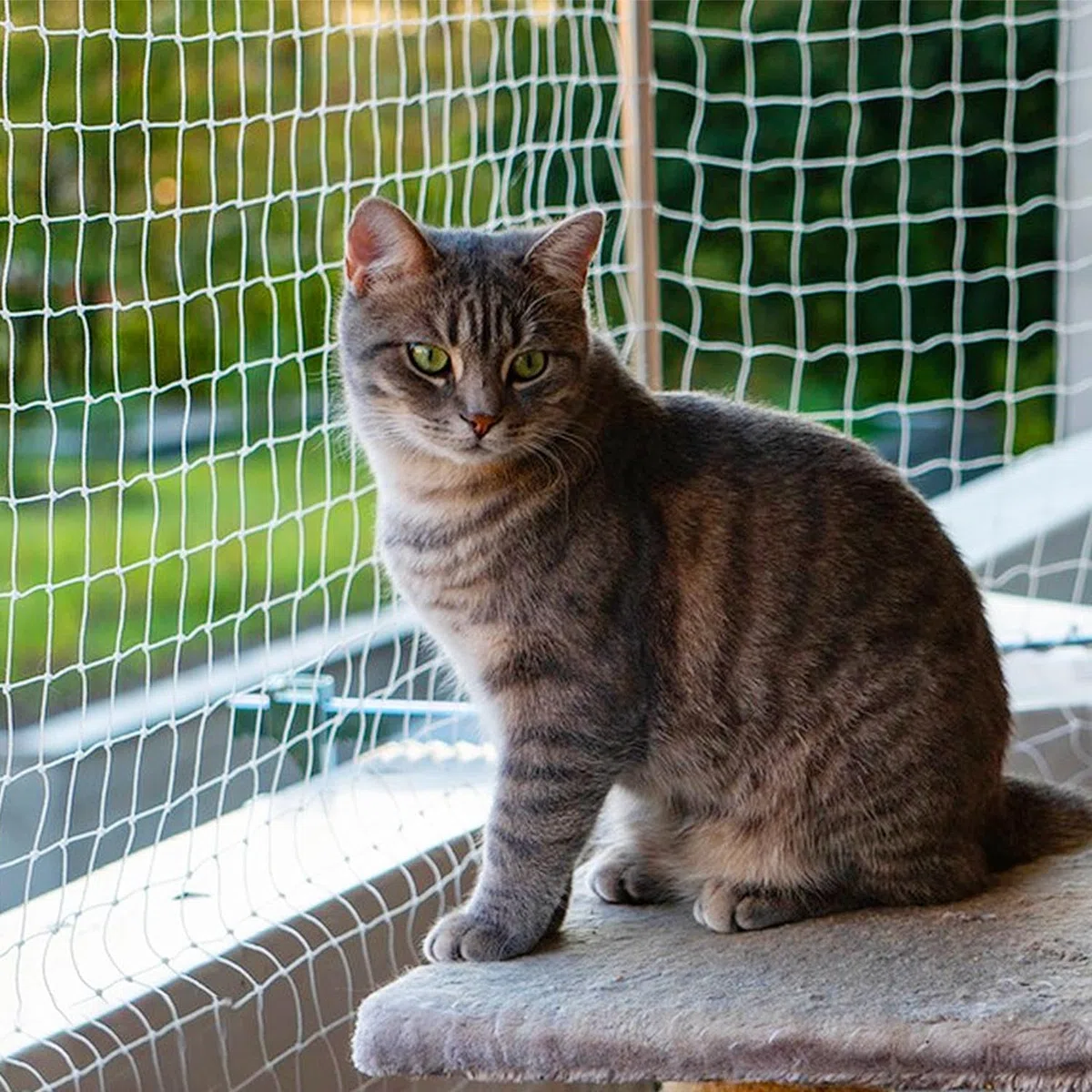 5 x 5m Rete Gatti Balcone, 2.5cm Rete per Gatti, Rete per Gatti Balcone, Rete Balcone per Gatti, Rete Gatto Adatto per Interni ed Esterni Scale Finestre Balconi Terrazze Giardini