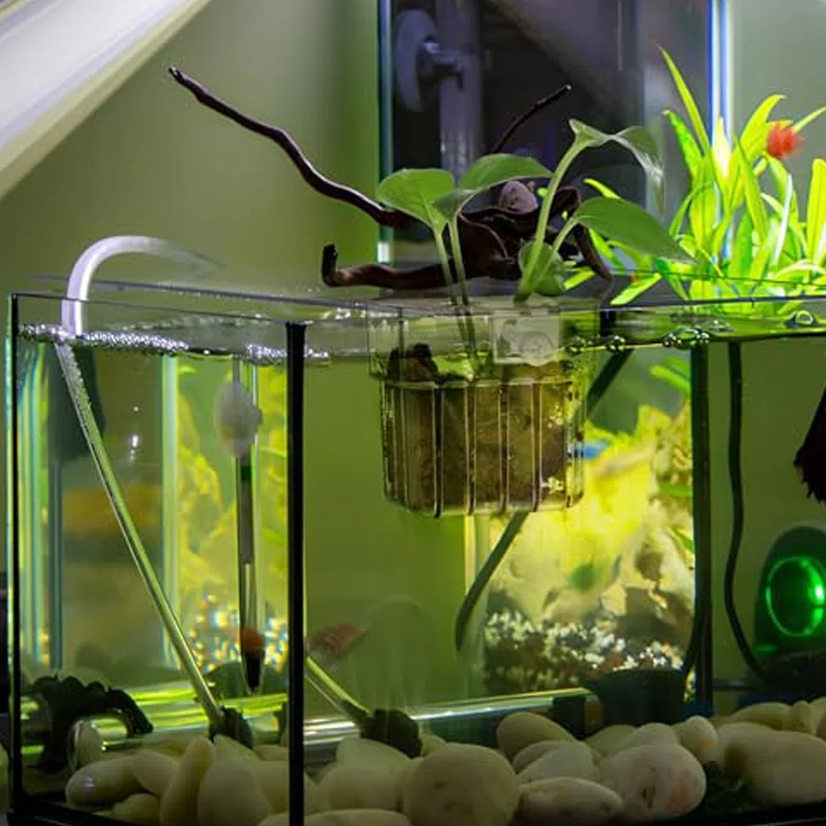 6 supporti per piante per acquario in acrilico: vasi da appendere decorativi con ventose, sistema di coltivazione per decorazione acquatica mini bacino | design moderno e pratico