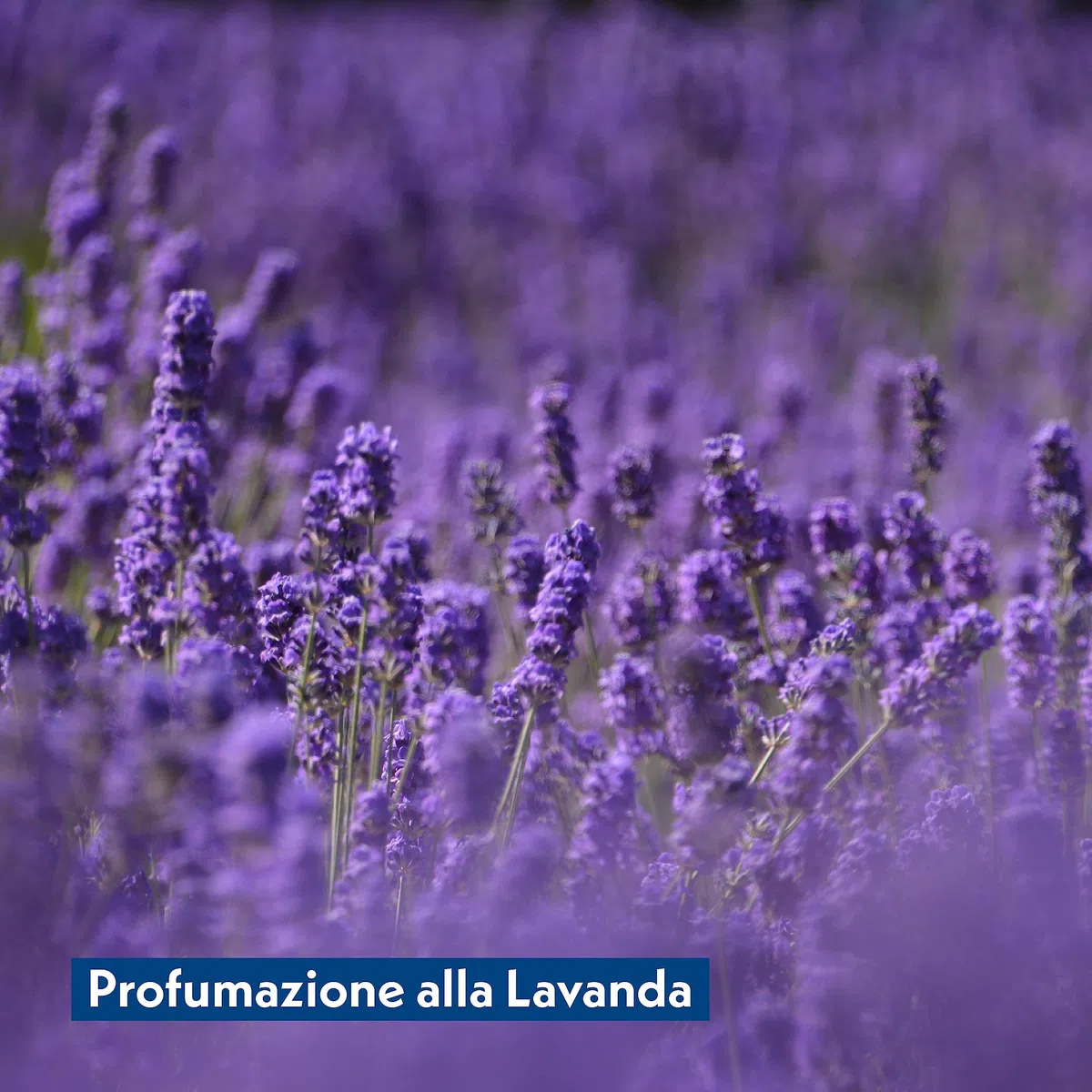 Amore Mio | 200 Salviette alla Lavanda Extra Large, Igienizzanti e Purificanti, per Il Manto dei Cani, Gatti e Animali Domestici, Disinfettanti, 30x20 cm - 5 Confezioni da 40 Salviettine