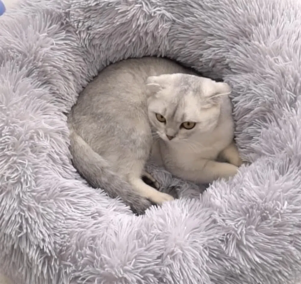 Letto per gatti Letto per cani Letto per animali domestici Letto per gatti Letto per cani Divano per gatti Divano per cani Divano per animali domestici Divano per gattini Cuscino Morbido